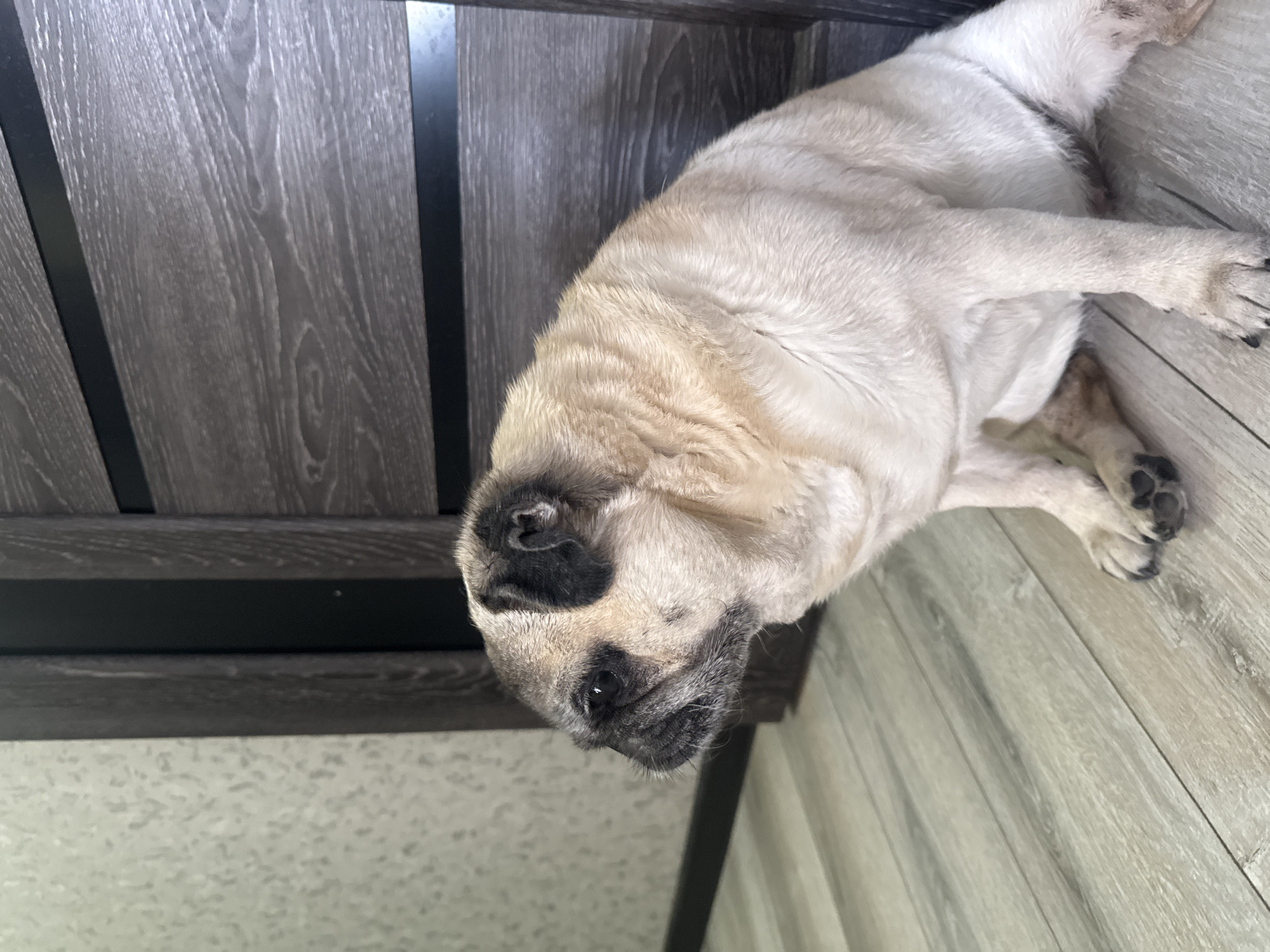 A pug dog sits on a light-colored wooden floor next to a dark wood door. The pug is facing left, with its head turned slightly towards the viewer. The dog has a fawn-colored coat with black markings on its face and ears. The door is closed and has horizontal dark lines running across it. The background on the left is a textured light-colored wall. The lighting appears to be natural, coming from the left side of the image. The image captures a domestic indoor scene. The location is Bishkek City, Kyrgyzstan.