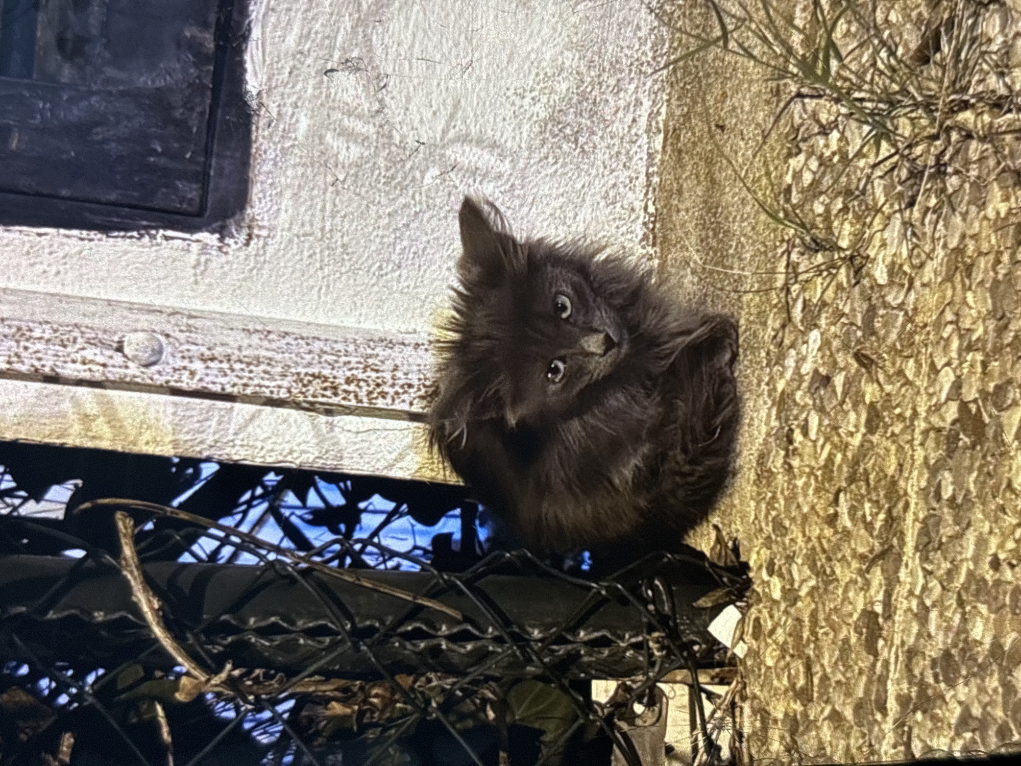 A small, fluffy, dark gray kitten is sitting on a coarse, gravelly surface next to a white wall with a dark rectangular opening, possibly a window or door. The kitten's fur is somewhat disheveled, and it has light-colored eyes. To the left of the kitten is a black metal fence. The background behind the fence is dark with some blue tones and silhouetted shapes. The lighting suggests it may be nighttime or a dimly lit area. The environment appears to be outdoors, possibly an alleyway or an abandoned area within the city of Orihuela, Spain, given the architectural style of the white wall and the presence of a fence and gravel.