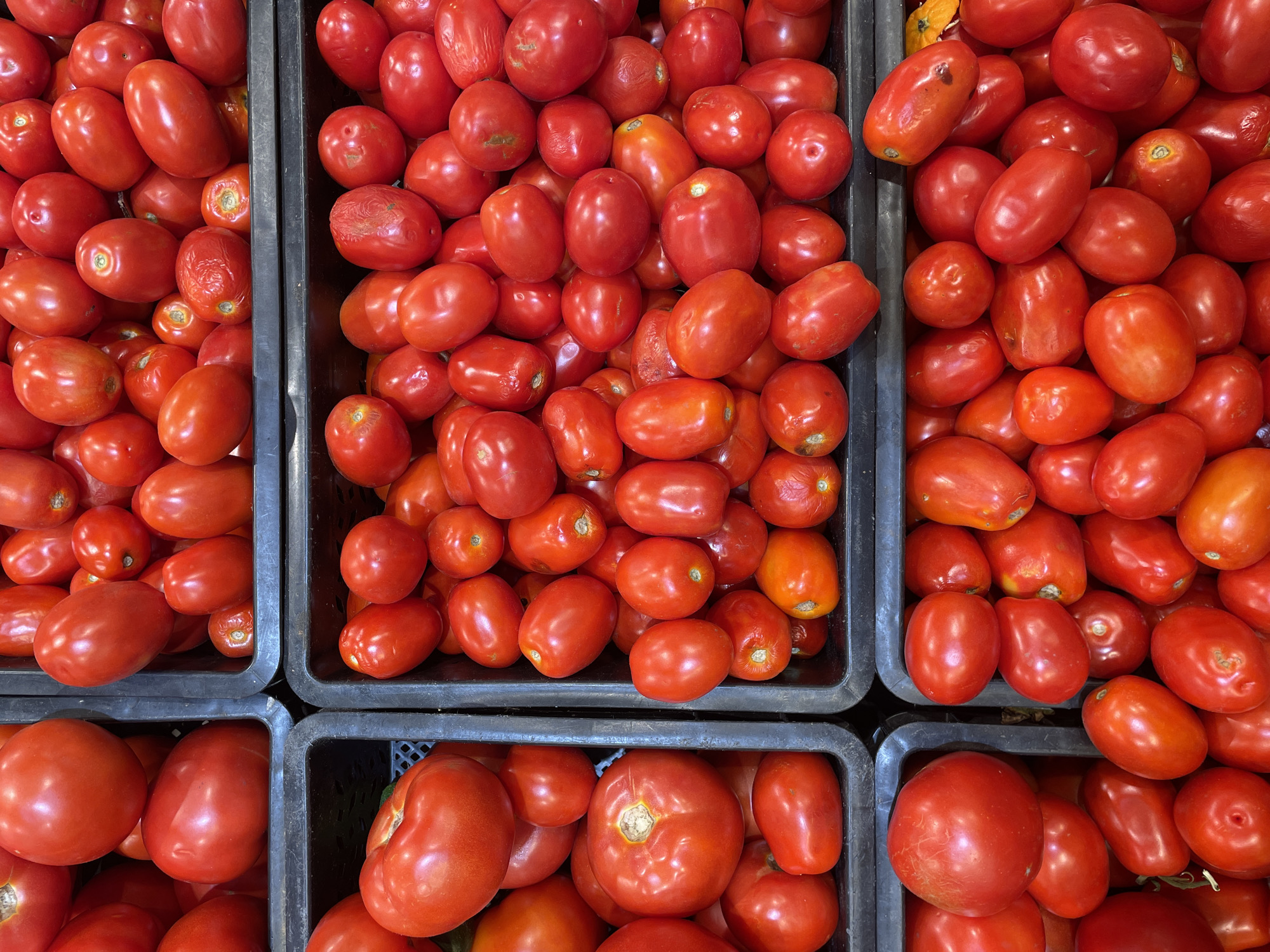 A top-down, eye-level, medium shot captures four black plastic crates filled with ripe red tomatoes. The tomatoes vary in size and shape, with some being round and plump, while others are more elongated and oval. The lighting is even and diffused, highlighting the smooth texture of the tomatoes. The scene appears to be a produce display, likely in a grocery store or market. The image does not contain any people or any specific environmental indicators that would suggest a location in Pargolovo, Russia.