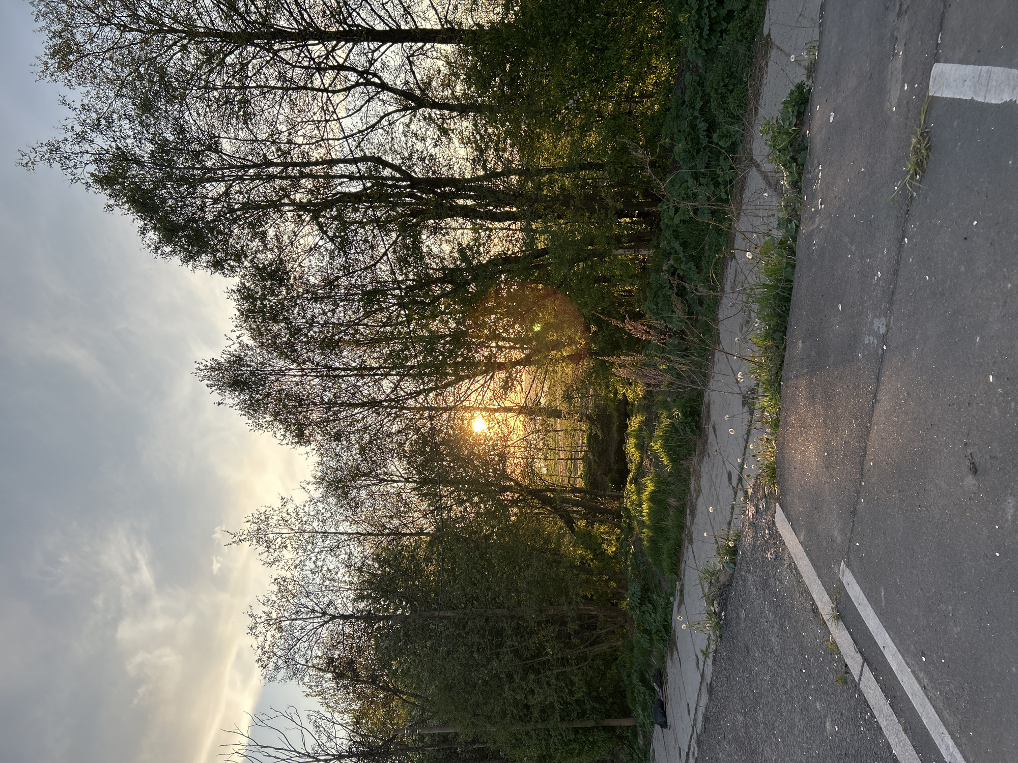 The image shows a view from a pathway alongside a road in a park or wooded area. Sunlight filters through the trees in the distance, creating a bright glow. The road is asphalt with a painted white line. There is vegetation growing along the edge of the pathway and road, including grass and dandelions. The sky is partly cloudy, with a pale yellow hue near the horizon. The orientation of the image is vertical. While the scene evokes a natural and urban setting, providing a sense of place, there's insufficient information to identify the exact location in Saint Petersburg, Russia.