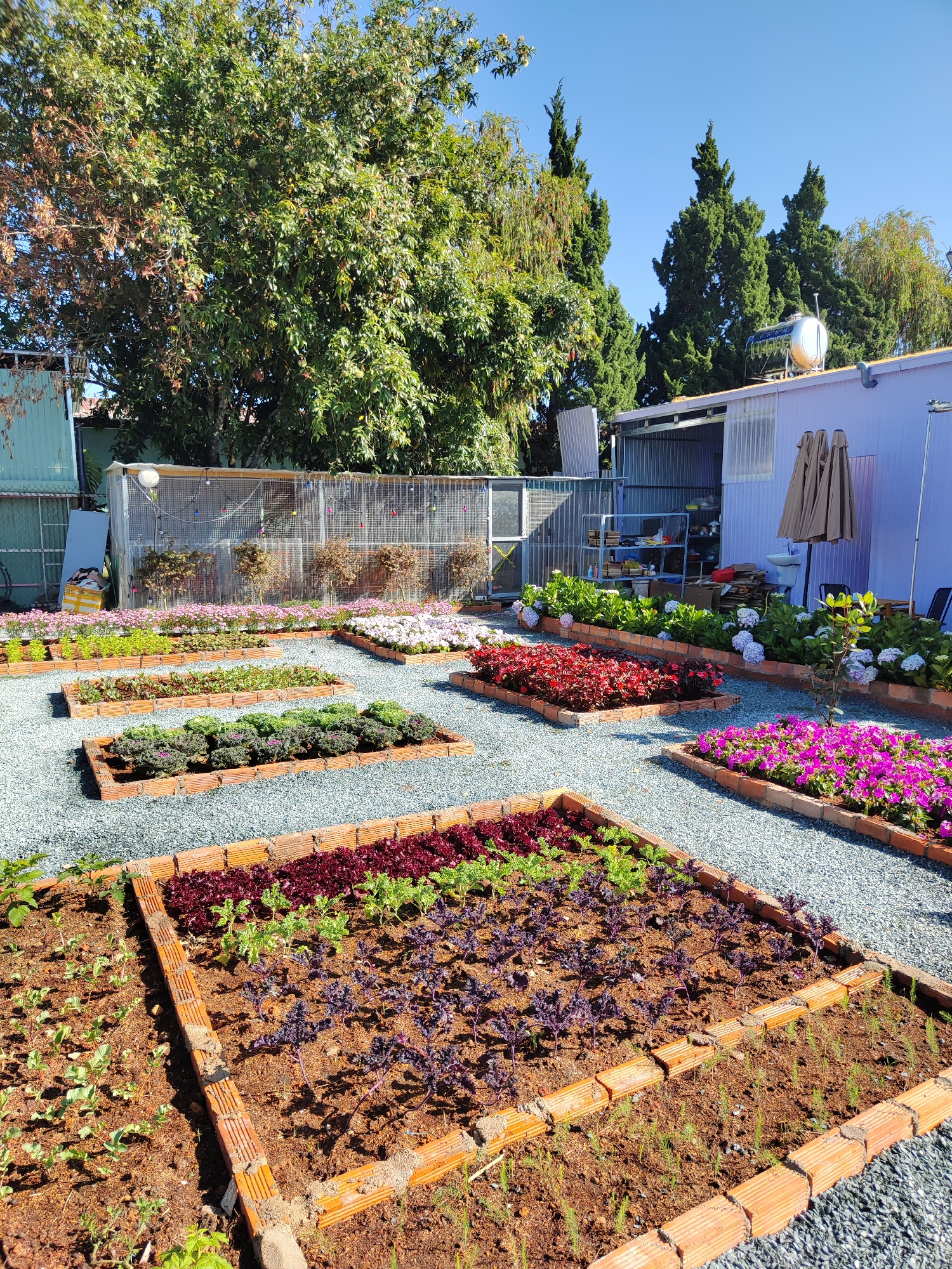 The image depicts a garden in Da Lat, Vietnam, characterized by rectangular raised beds constructed from red bricks. These beds contain a variety of plants, including different types of lettuce (red, green), flowering plants (pink, white, red), and some young seedlings. The pathways between the beds are covered with gray gravel.
In the background, there is a metal fence and behind that a building. A water tank is visible on the roof of the building. Several trees are visible in the background. The sky is clear and blue.