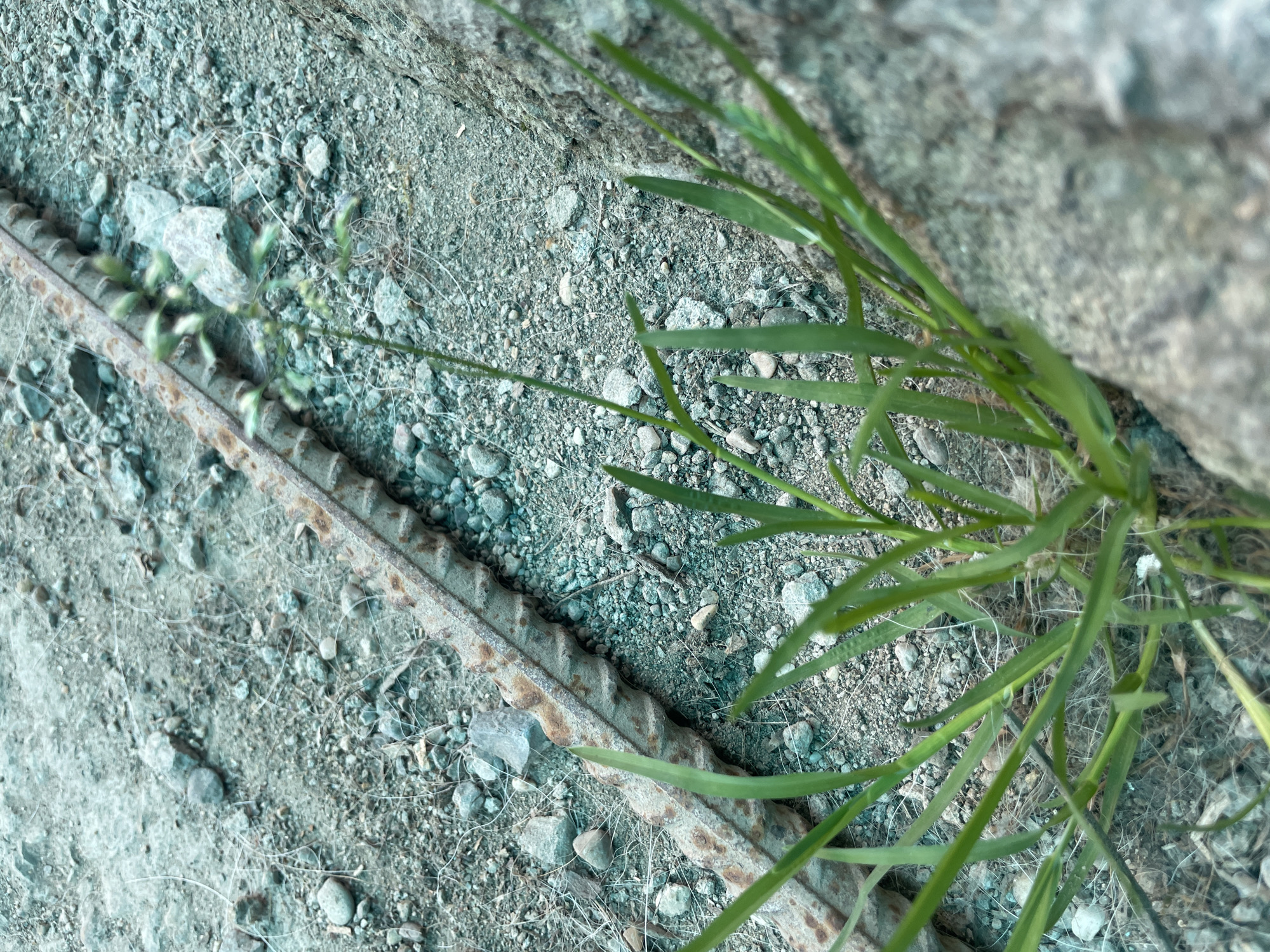The scene depicts a patch of ground, likely near Olginka, Russia, consisting of small gravel and dirt. A rusted rebar lies diagonally across the frame. Green grass grows from the edge of what appears to be a concrete structure or rock formation. No people are visible.