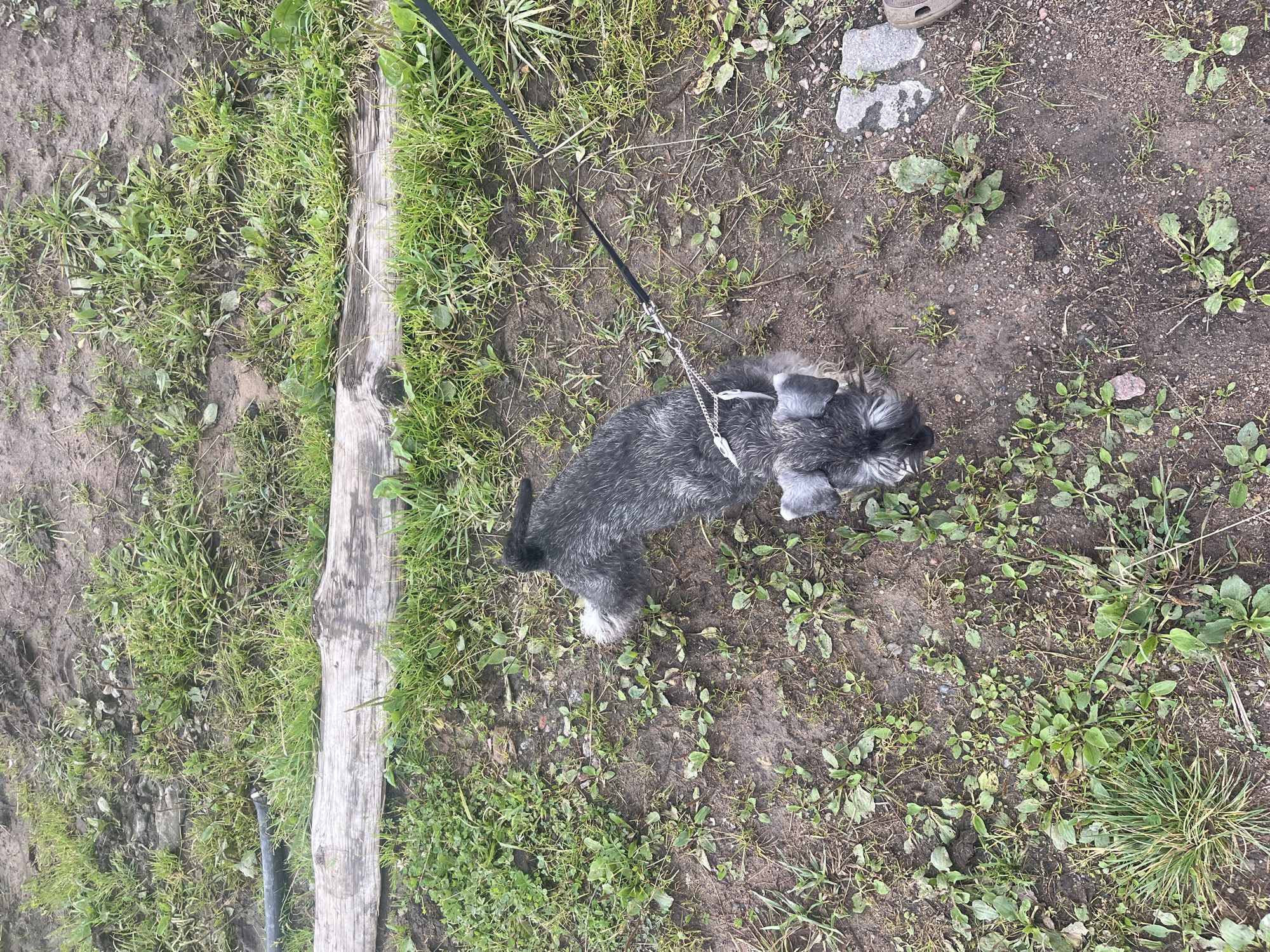 A miniature schnauzer is being walked on a black leash in a grassy area with patches of dirt in Vladimirovka, Russia. A weathered log lies horizontally in the upper portion of the image, and a black hose is visible to its left. The dog is primarily grey with white eyebrows and a beard. It is facing away from the camera, looking downwards towards the ground.