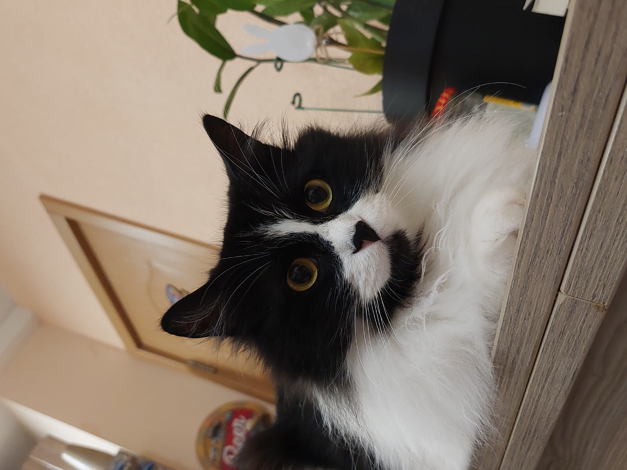 A medium, indoor shot shows a black and white cat. The cat has long white fur on its chest. Its head is mostly black fur with white fur on its face in a mask-like shape. The cat has yellow eyes. The cat is near a grey vertical wood-paneled surface and is looking up. Behind the cat, at the top of the frame, is a plant with round, green leaves and a small white decoration. Behind and to the left of the cat is a light brown door with a dark brown frame. In the lower left corner of the frame are various objects that are out of focus. The location is not discernible as being in Plovdiv, Bulgaria.