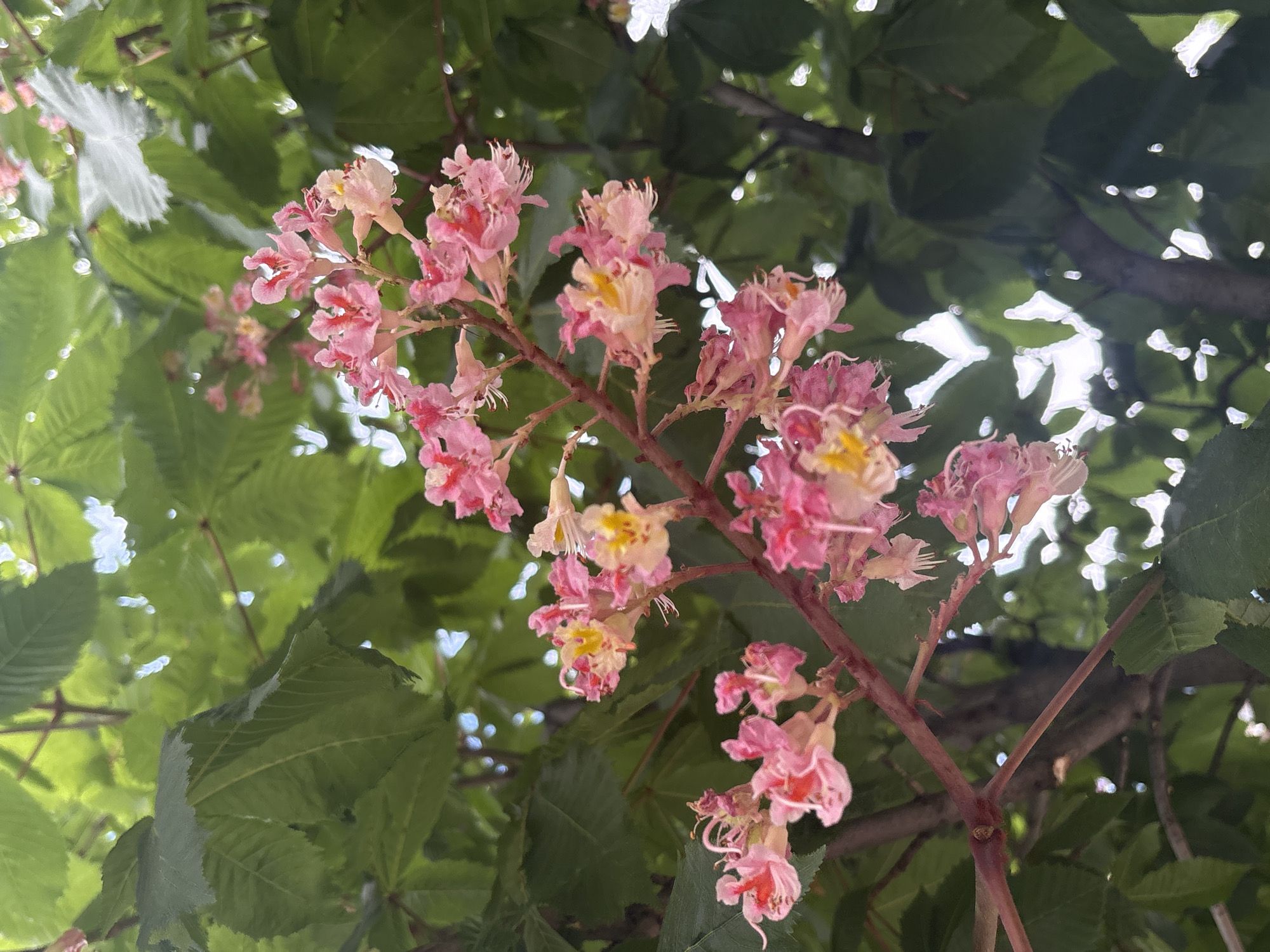 A low-angle shot of a branch of a tree with pink flowers. The branch is in the center of the image and extends from the bottom right to the upper left. The flowers are a mix of pink and yellow, and they are clustered together. The leaves of the tree are green and are visible in the background. The sky is visible in the upper left corner of the image.