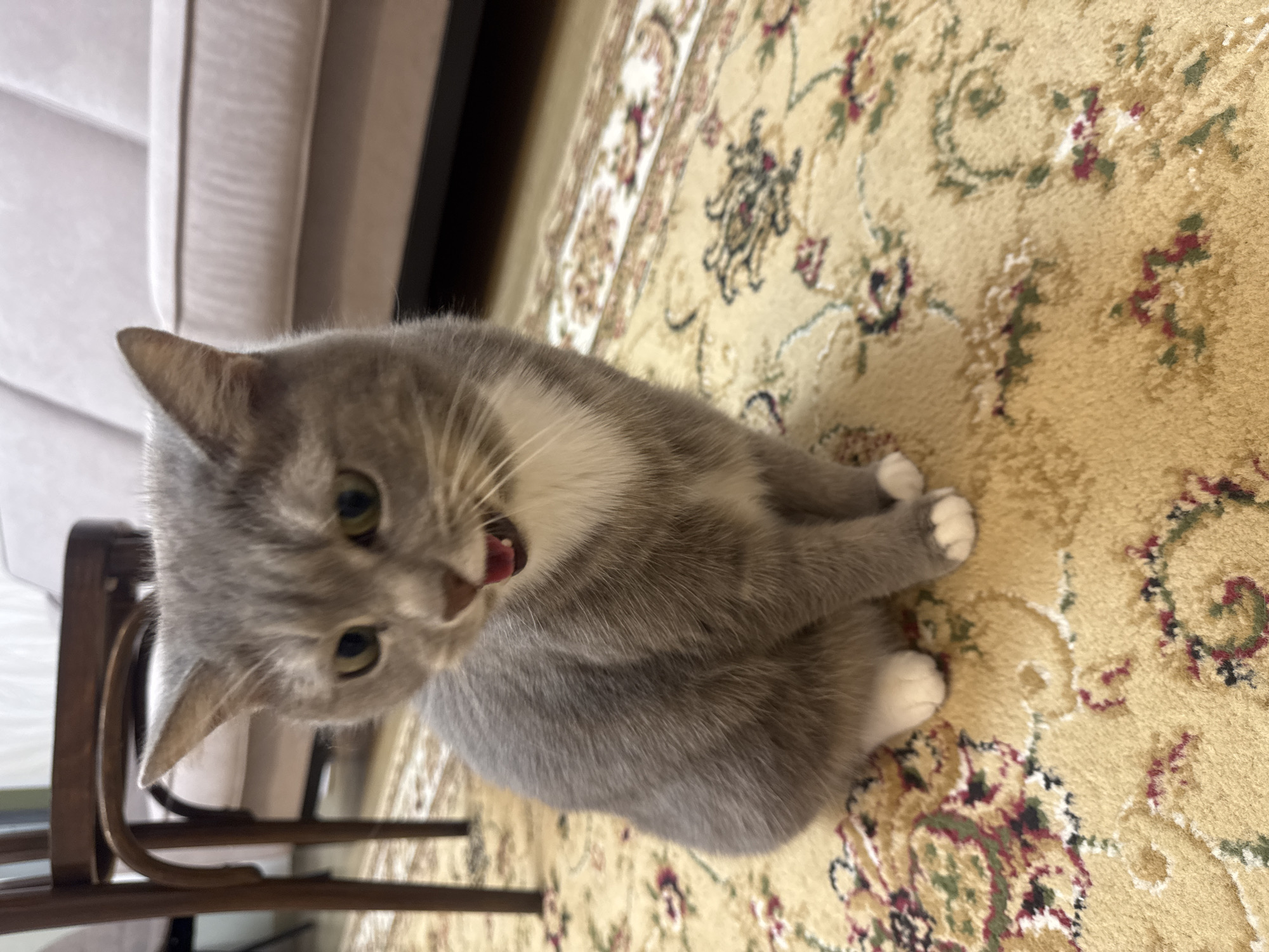 An adult, grey and white cat is sitting on a patterned rug in a domestic setting. The cat is facing left with its mouth slightly open, revealing its tongue and teeth. The background includes a wooden chair and a light-colored sofa, suggesting an indoor environment. The lighting appears to be artificial, typical of an indoor space. There are no indications of the location being in Novosibirsk, Russia, or any other specific city.