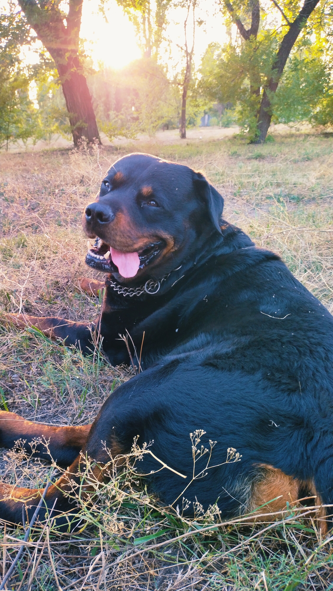 An outdoor shot captures a Rottweiler dog lying in the grass during sunset in Horishni Plavni, Ukraine. The dog is black with tan markings, and its mouth is open with its tongue out. It wears a silver chain collar with a circular pendant. The background features trees and a bright sun casting a warm glow. The dog appears relaxed, looking to its left with its head slightly tilted. The ground is covered in dry grass and some scattered twigs, with a few small, delicate plants in the foreground. The light suggests it is late afternoon or early evening.