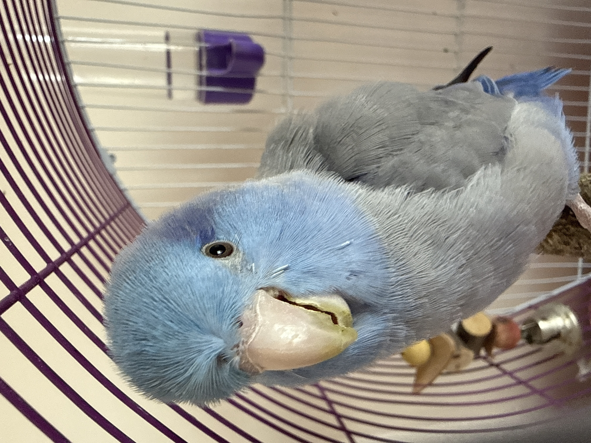 The image shows a close-up of a light blue bird, possibly a parakeet, perched inside a birdcage. The bird is facing the camera with its head slightly tilted to the left. Its eye is dark and round, and its beak is light-colored and appears to be slightly open. The bird's body feathers are a mix of light blue on its head and neck, transitioning to a light gray on its back and wings. Part of a purple-colored cage top and white cage bars are visible in the background, along with a small purple food or water dispenser mounted on the cage wall. A small bird toy with wooden elements and a bell is also visible below and to the left of the bird. The lighting suggests it is indoors, likely in a domestic setting. There is no indication of the city of Konya, Turkey in this image.