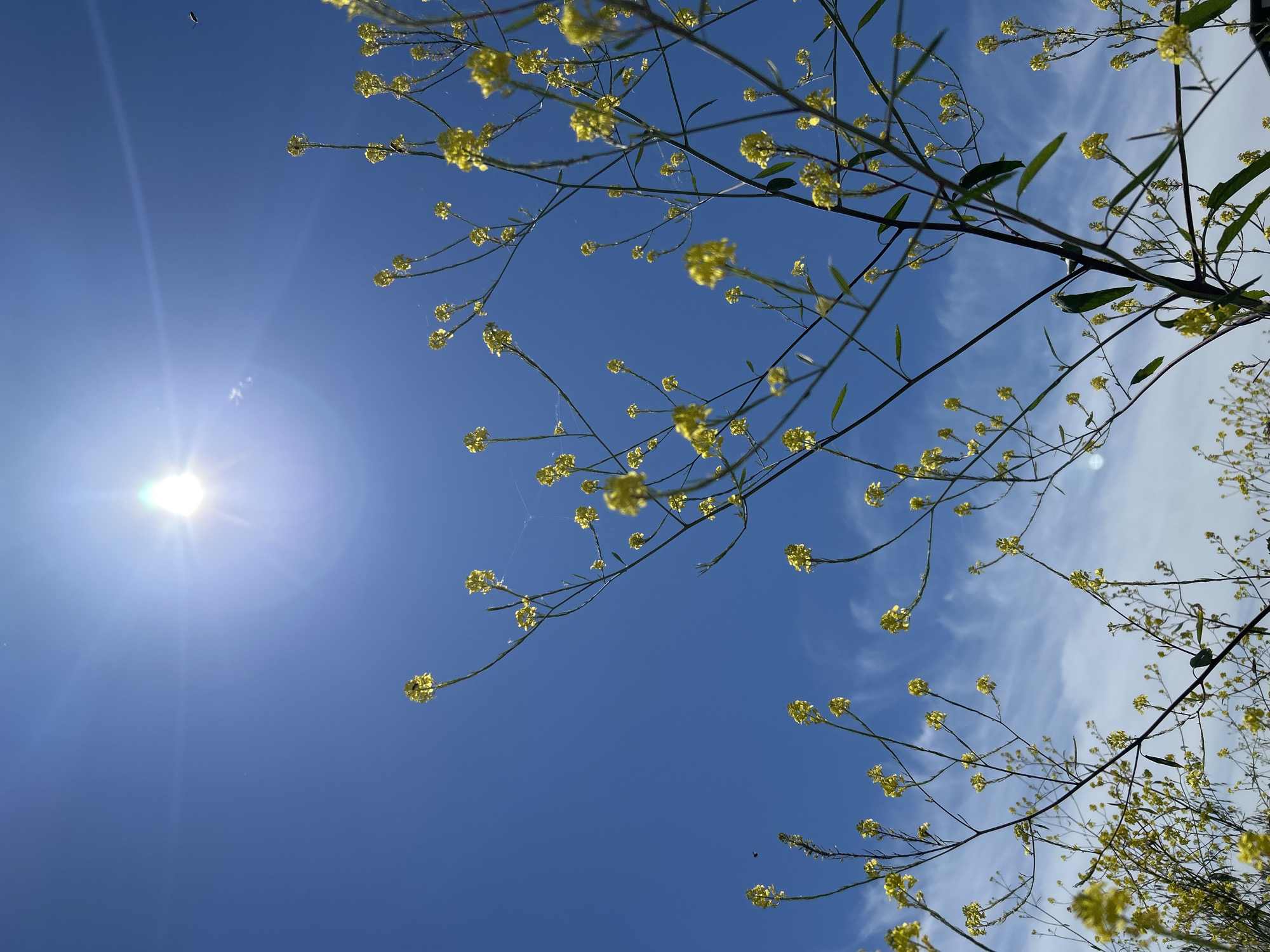 This is a low-angle shot looking up at a clear, bright blue sky. Delicate, thin branches with clusters of small yellow flowers are silhouetted against the sky, some with faint wisps of white clouds. The sun is visible as a bright, lens-flared orb in the upper left quadrant, casting a strong glare and light rays. There is a faint suggestion of spider webs connecting some of the branches. Tiny dark specks, possibly insects or birds, are visible against the blue expanse. The overall scene evokes a feeling of a sunny, possibly spring day. The scene appears to be outdoors, with the focus on the sky and the flowering branches. There is no visible text in the image.