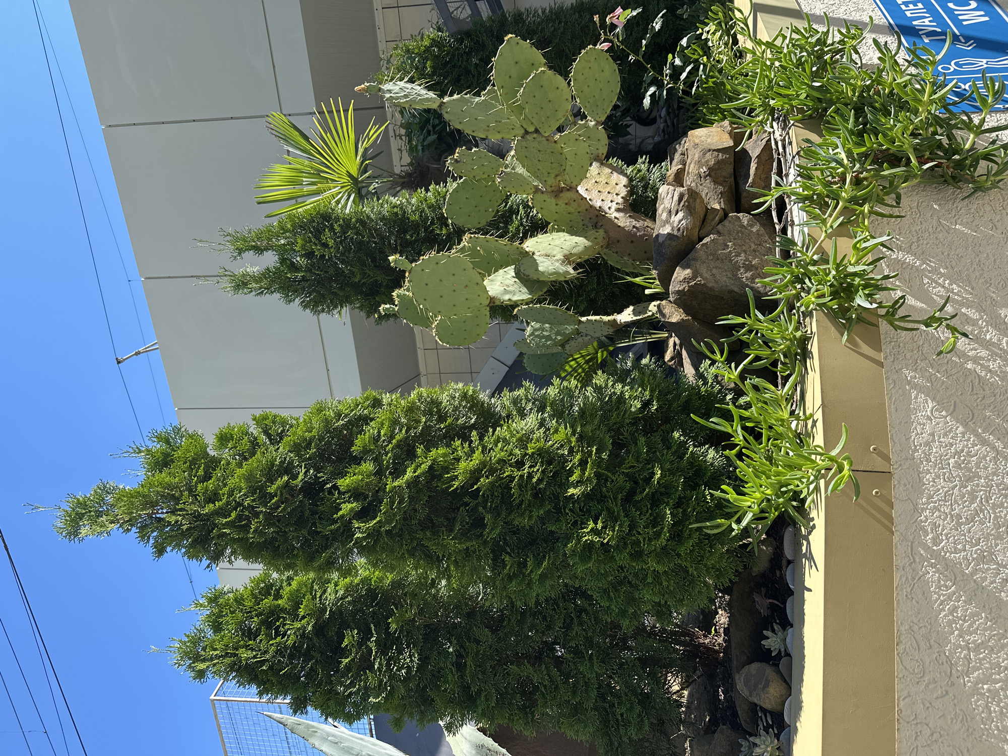In Sochi, Russia, a sunny outdoor scene features a garden with various plants, including three tall evergreen trees, a prickly pear cactus, and a small palm. The garden is situated behind a beige-colored wall with textured white plaster below it. A blue sign with white text indicating "WC" and a restroom symbol is attached to the lower portion of the wall. Overhead, power lines are visible against a clear blue sky. The overall impression is a well-maintained, arid-themed garden environment.