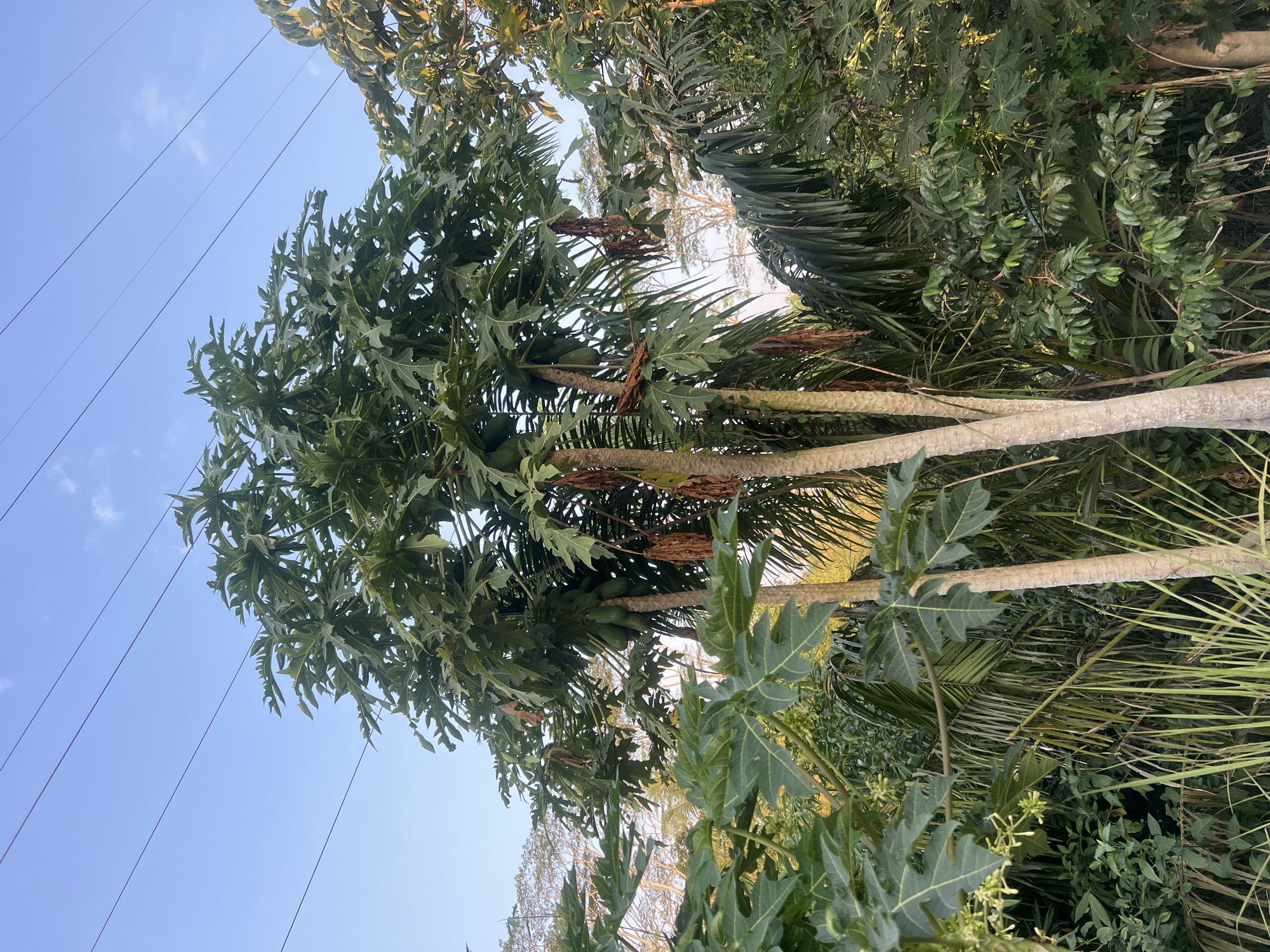 The image depicts a cluster of papaya trees with several green papayas visible on the trunks, set against a clear blue sky with thin, parallel power lines stretching across the upper portion of the frame. The trees are lush with large, distinctively shaped green leaves. Some dried, brown papaya husks hang from the branches, indicating the presence of fruit that has fallen or ripened and fallen off. The trees are surrounded by dense foliage, including other types of tropical plants and palm fronds, suggesting a rural or semi-tropical environment. The lighting indicates it is daytime, likely late afternoon given the warm quality of light on the foliage in the distance. The location is identified as Payaman, Indonesia.