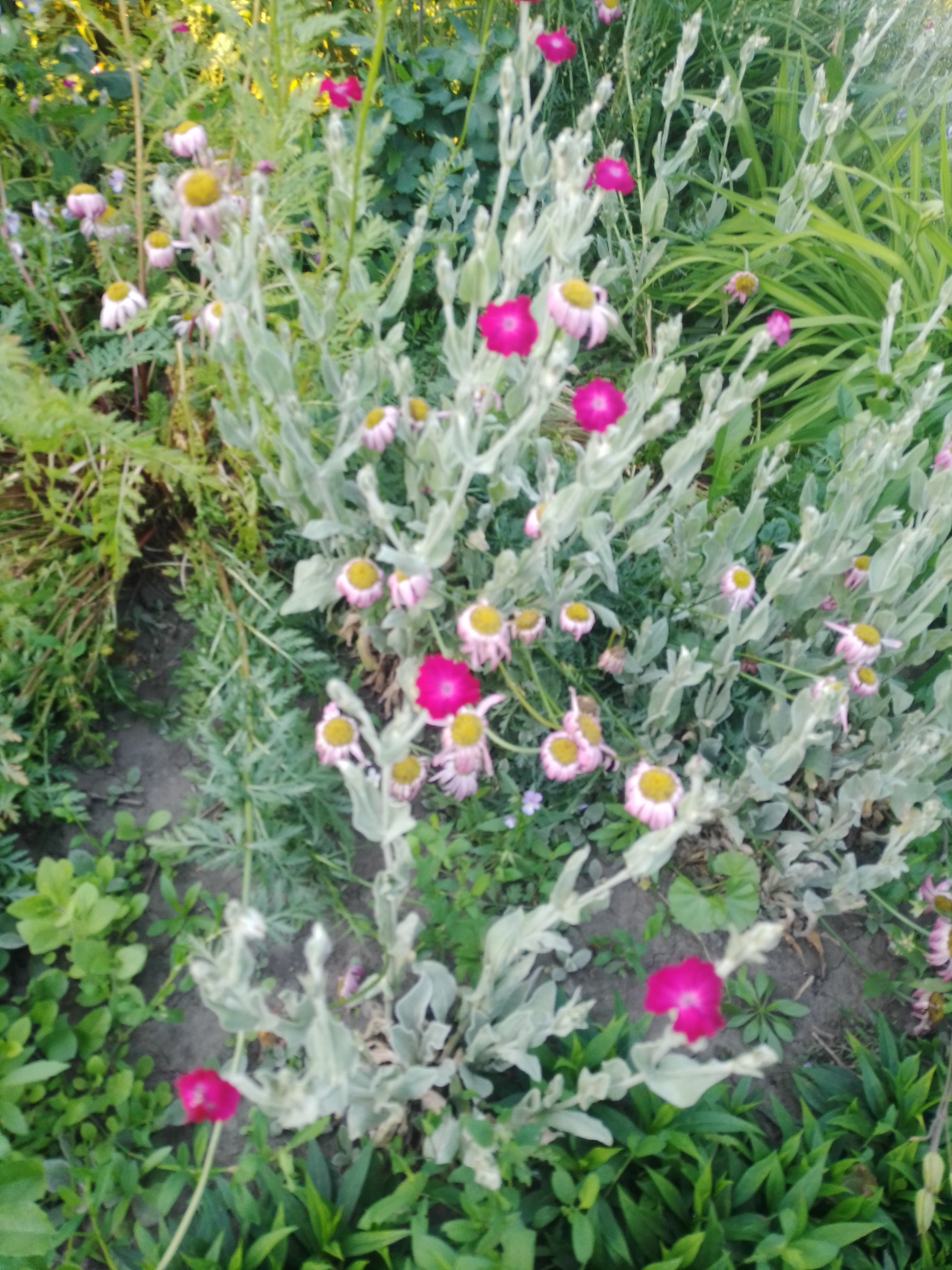 This is an outdoor, eye-level, full-shot photograph of a garden bed in Ustyvytsia, Ukraine. The garden is densely planted with various green leafy plants and flowers. Dominant in the foreground and midground are silvery-green, feathery plants with numerous thin stems. These plants are interspersed with clusters of small daisy-like flowers, many of which have pale pink petals and yellow centers. Several brighter, fuchsia-colored flowers with darker centers are also visible, some appearing as single blooms on slender stems. In the background, taller green foliage, possibly from lilies or similar plants, can be seen. The ground is partially visible and appears to be soil. The lighting suggests it is daytime, possibly late afternoon, with some dappled sunlight. No people or animals are present in the image.