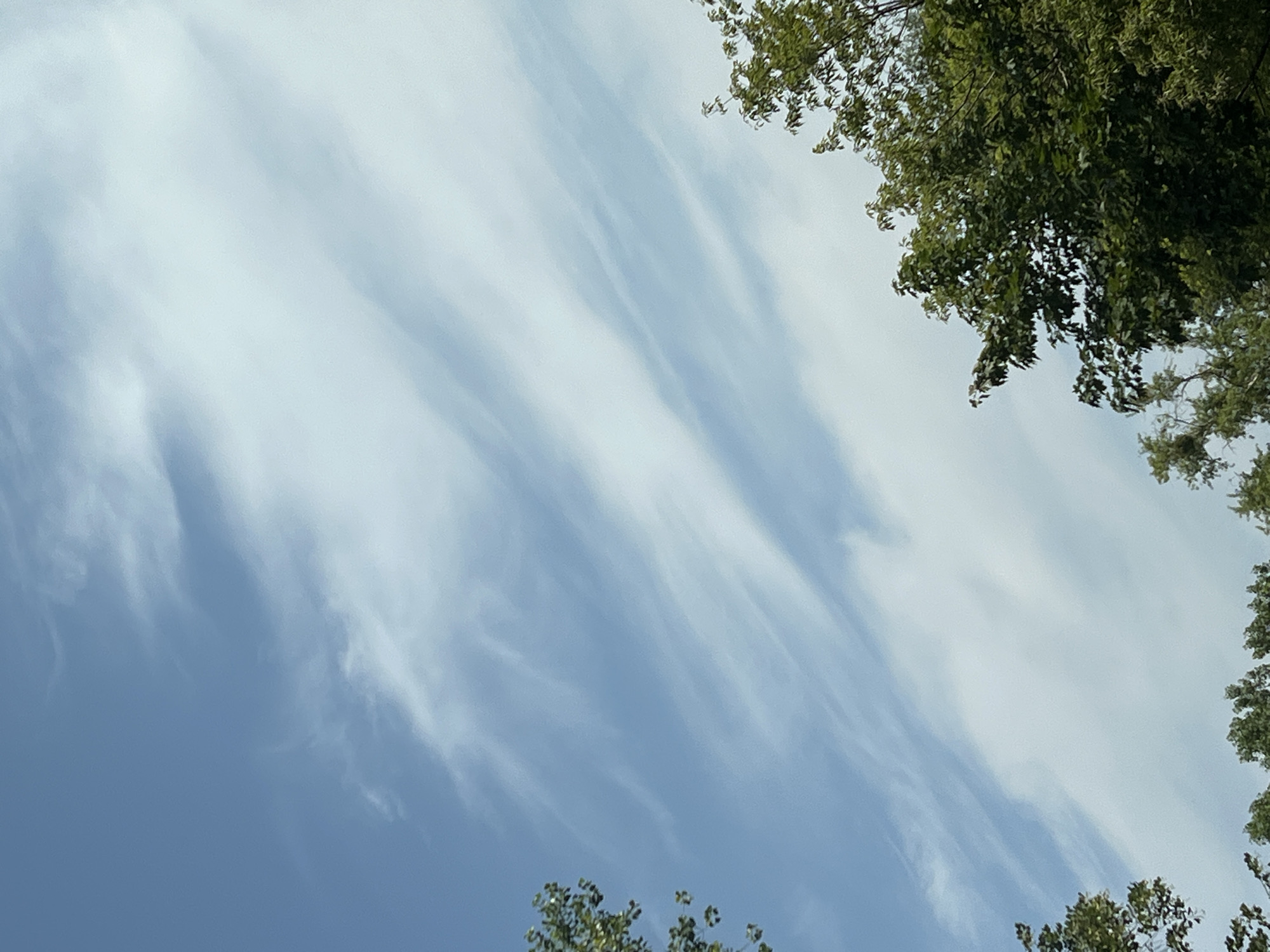 The image shows a sky with light, wispy clouds and the tops of green trees. It does not depict the city of Warsaw, Poland. The scene is an outdoor environment, likely a park or natural area, with clear visibility. No people or actions are depicted.