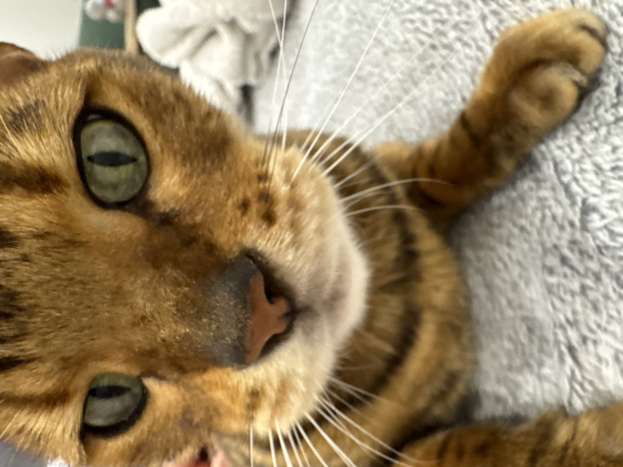 A close-up shot shows a tabby cat with striking green eyes. The cat's face is tilted slightly, with its nose centered in the frame. The cat's fur is predominantly brown and tan, with darker stripes characteristic of tabby markings. The cat's whiskers are prominent and spread outward. One of the cat's paws is visible, resting on a soft, gray surface. The overall impression is of a relaxed, domestic scene. The location in the city of Unknown, Unknown, cannot be determined from the image.