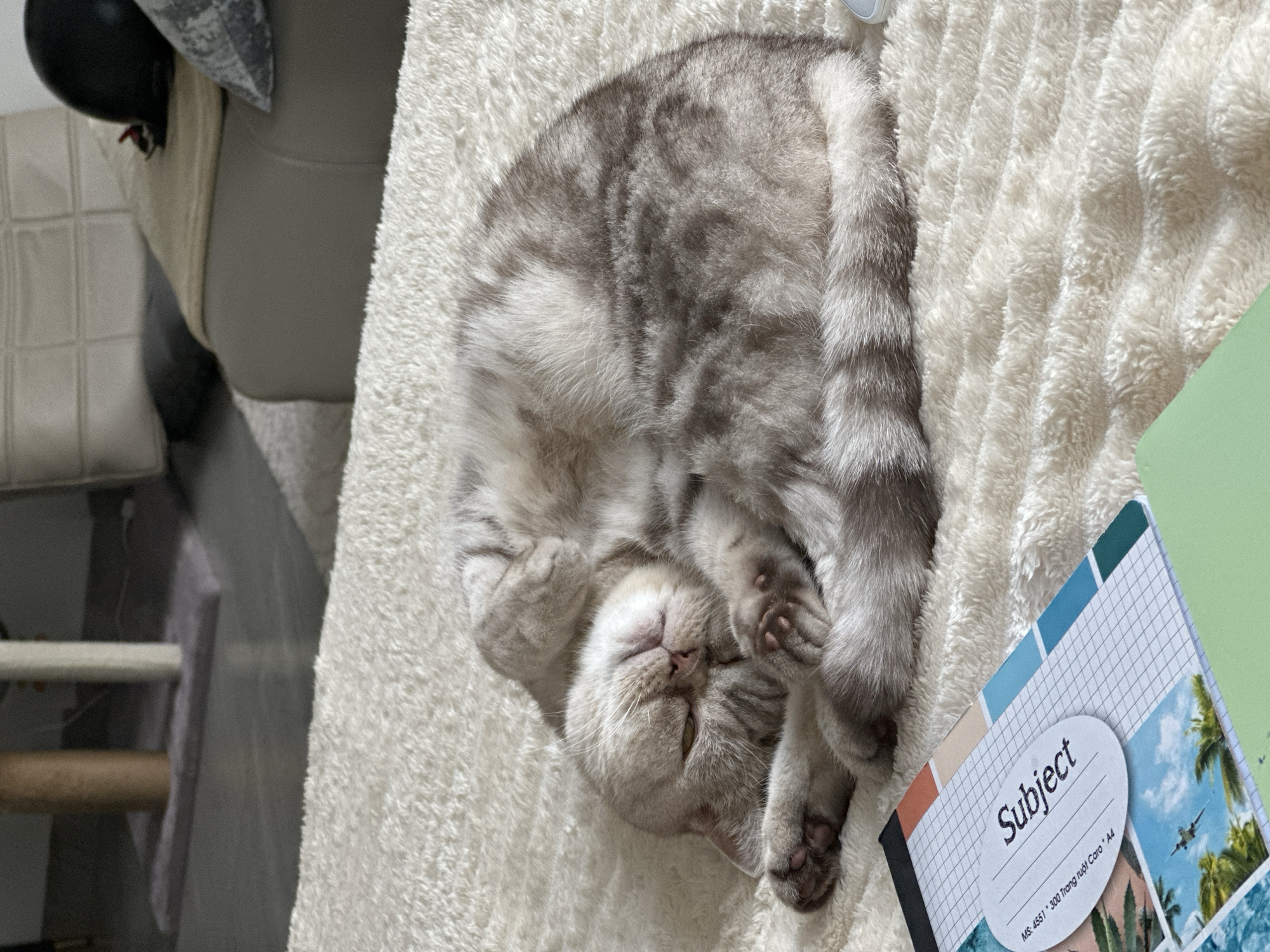 A silver-grey tabby kitten is curled up and sleeping on a fluffy white blanket. The kitten is on its back with its paws tucked in, and its eyes are closed. Its fur has distinctive dark grey stripes. A notebook with a "Subject" label and a tropical scene is placed on the blanket to the right of the kitten. The notebook has the text "MS: 4551 • 300 Trang ruột Caro • A4". In the background, a piece of furniture, possibly a sofa, is visible. The scene suggests a relaxed, indoor setting. The lighting indicates it could be daytime.