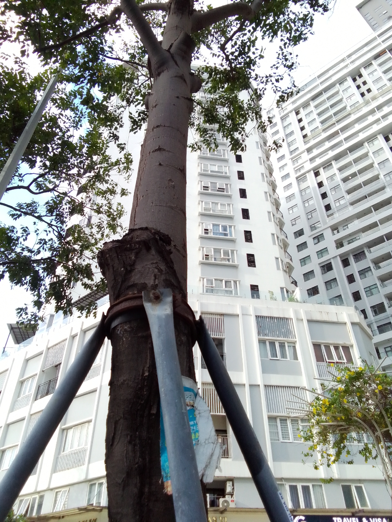 This is a low-angle, full-shot photograph looking up at a large tree trunk that is heavily reinforced with metal braces and poles. The tree is in the foreground, with its textured, dark bark prominently displayed. Some of its branches and green leaves extend into the upper left corner of the frame, partially obscuring the bright sky.
Behind the tree, a modern, white, multi-story building dominates the background. The building features numerous windows and balconies, indicative of an apartment complex or hotel. Another taller, similar building is visible further in the background, suggesting an urban environment.
To the right of the tree, a small tree with yellow flowers is growing, adding a touch of color to the scene. Some of the building's lower sections are also visible, including air conditioning units and various architectural details. The overall impression is of an urban landscape where nature and man-made structures coexist. The lighting suggests it is daytime, possibly morning or afternoon, with bright but diffused light. There is no clear indication of the weather, though the sky appears mostly clear.
A partially visible blue and white label or poster is attached to the tree trunk, with some illegible text. Below the building, some text is visible on signs or awnings, including what appears to be "TRAVEL & VISA". The scene is set in Da Nang, Vietnam.