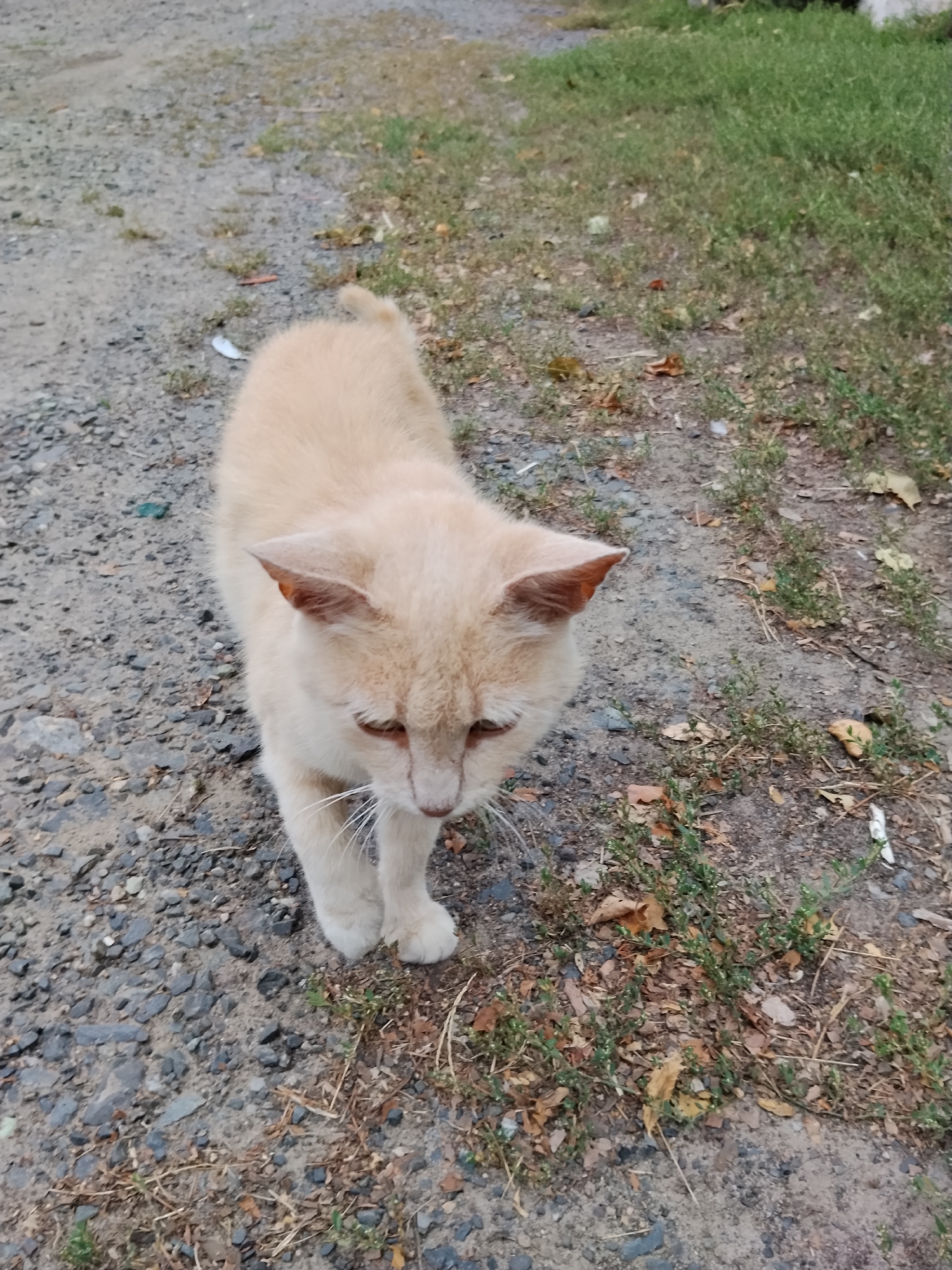 An adult domestic cat, light brown in color, stands on a gravel path in a grassy area. The cat is facing forward and slightly down, with its ears pointed slightly back and its eyes looking down. The cat has white whiskers and its paws are visible, one of which is slightly raised. The ground is covered with gravel, dirt, and some dry leaves. Green grass and small plants are growing in patches. The scene appears to be outdoors, possibly in a rural or suburban setting. There is no indication of the cat's specific location within Hoholeve, Ukraine, other than it is in the city.
