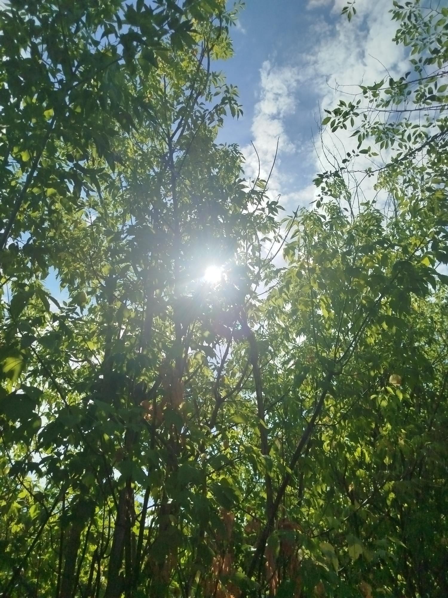 The image shows a view looking up through the canopy of green trees towards a bright blue sky dotted with white clouds. The sun is shining intensely, creating a lens flare and dappled light effects filtering through the leaves. The scene appears to be an outdoor, natural setting, likely a park or wooded area, with the foliage of several trees dominating the foreground and midground. No specific landmarks or buildings are visible, and there are no people or animals depicted in the image. The environment is lush and green, suggesting a warm season. The mention of Qarağandı city administration in Kazakhstan appears to be an external context provided for the image, not something directly observable within the visual data.