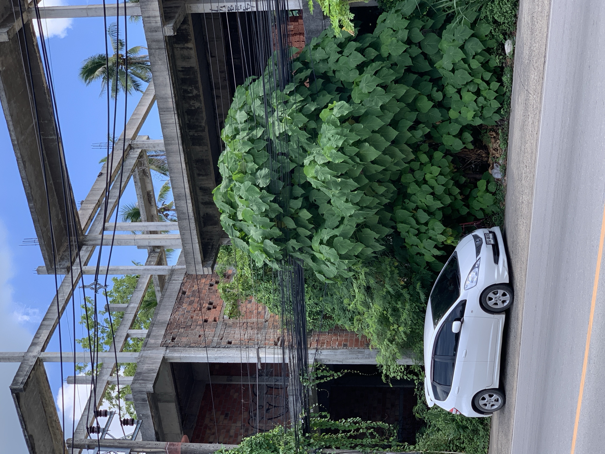 A white Honda Jazz hatchback is parked on the side of a road in front of a partially constructed building. The building appears to be made of concrete and brick, with exposed rebar and unfinished floors. A large, dense green bush with heart-shaped leaves is growing against the side of the building and obscures much of its lower section. Electrical wires are strung across the scene, some supported by concrete poles. Palm trees are visible in the background, suggesting a tropical or subtropical climate. The road in the foreground is paved with asphalt and has a yellow line marking the lane. The sky is blue with some scattered clouds.
