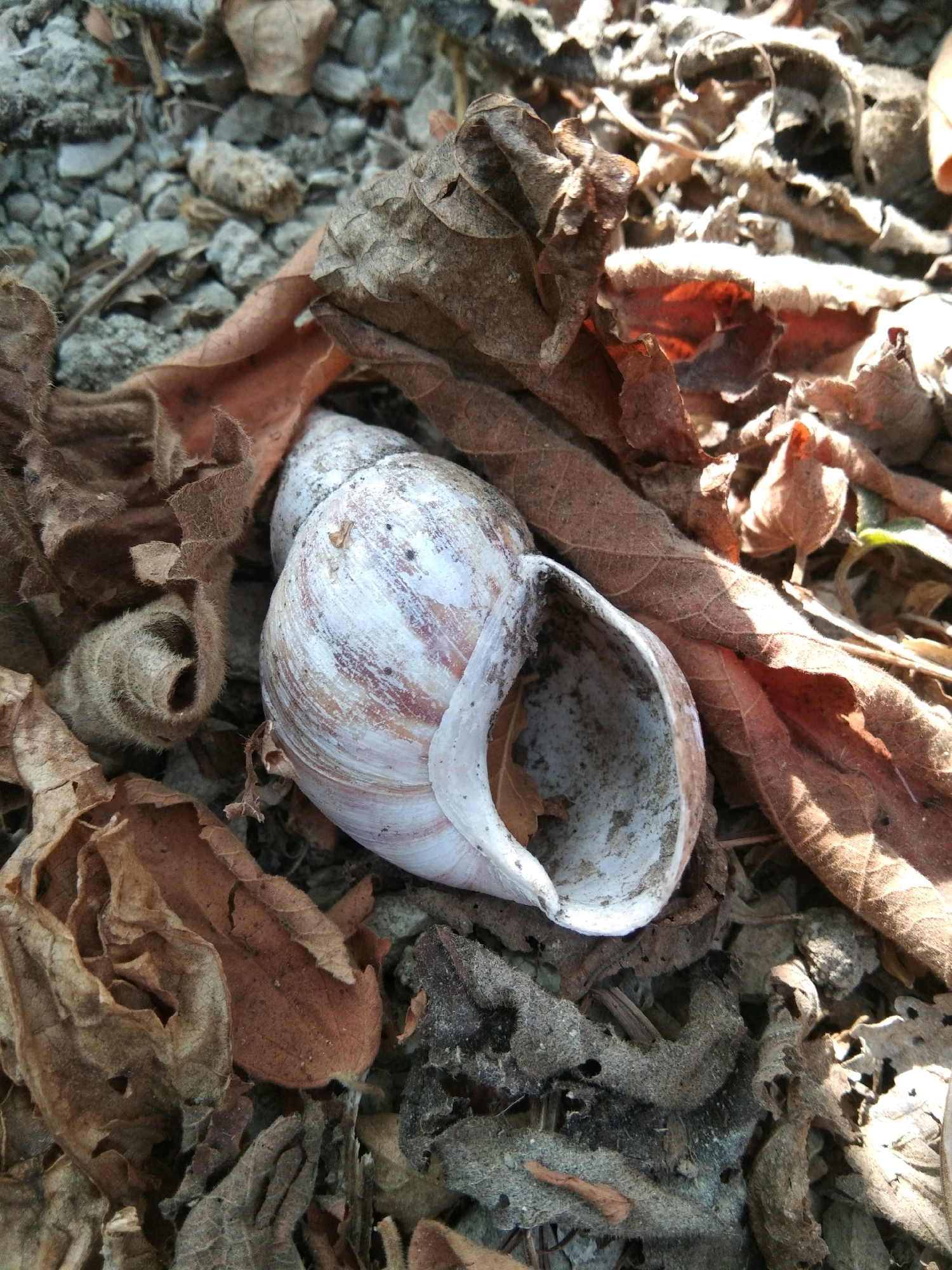 The image shows a close-up, overhead view of a weathered snail shell amidst a bed of dry, fallen leaves and small stones. The snail shell, predominantly white with streaks of pink and brown, is lying on its side with its opening facing upwards. The surrounding environment is composed of various shades of brown and grey from the organic debris and small pebbles, suggesting an outdoor setting. The lighting indicates a bright, possibly sunny day, casting shadows across the scene. There are no people or animals visible in the image. The scene appears to be a natural, undisturbed outdoor environment.
