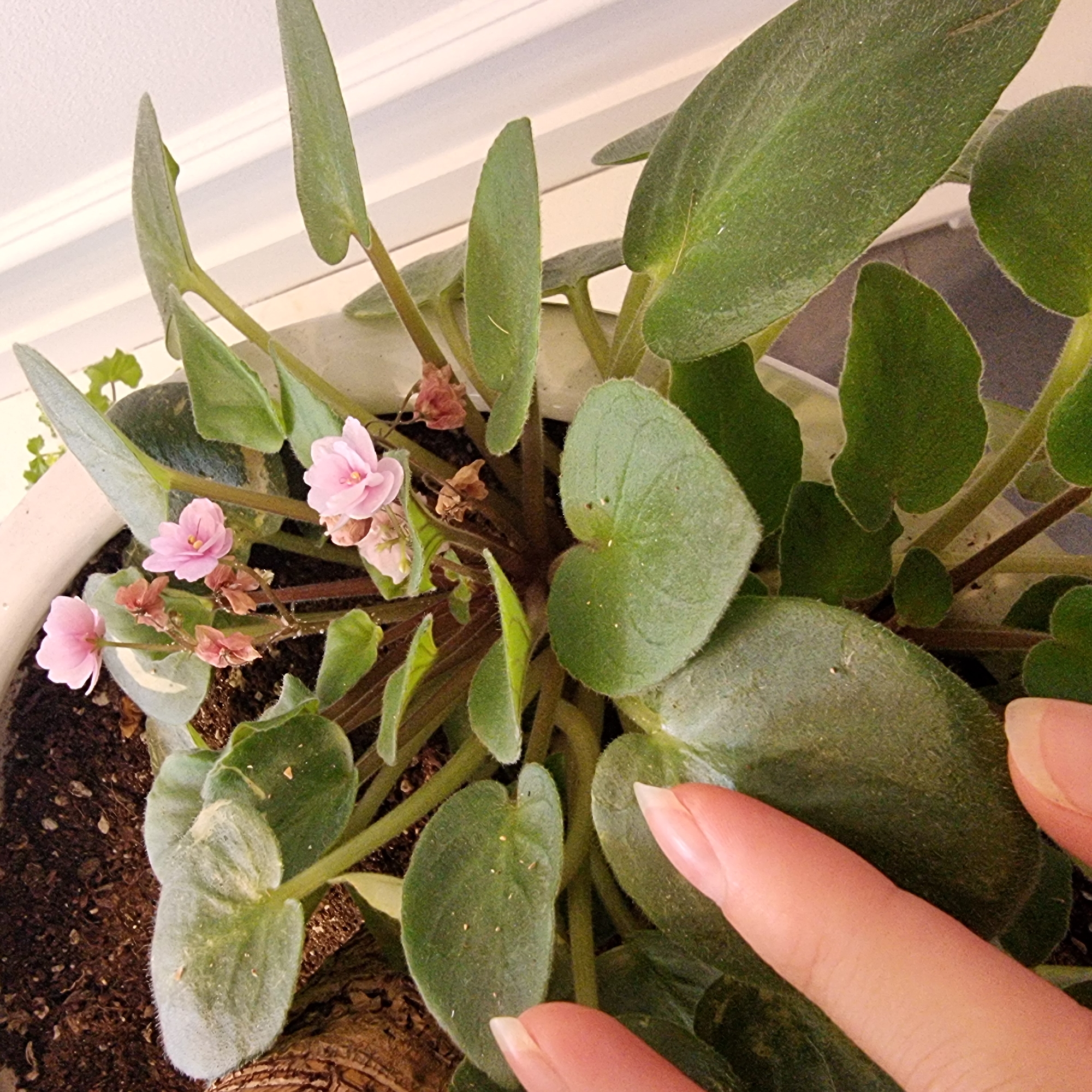 The image shows a close-up of a flowering African violet plant with soft, fuzzy green leaves and delicate pink flowers. The plant is in a pot, with dark soil visible. A person's hand, with lightly manicured fingernails, is gently touching one of the leaves. The scene appears to be indoors, with a white wall and trim visible in the background, suggesting it might be in a home or greenhouse. There is no indication of the location being in Dunnae-myeon, South Korea.