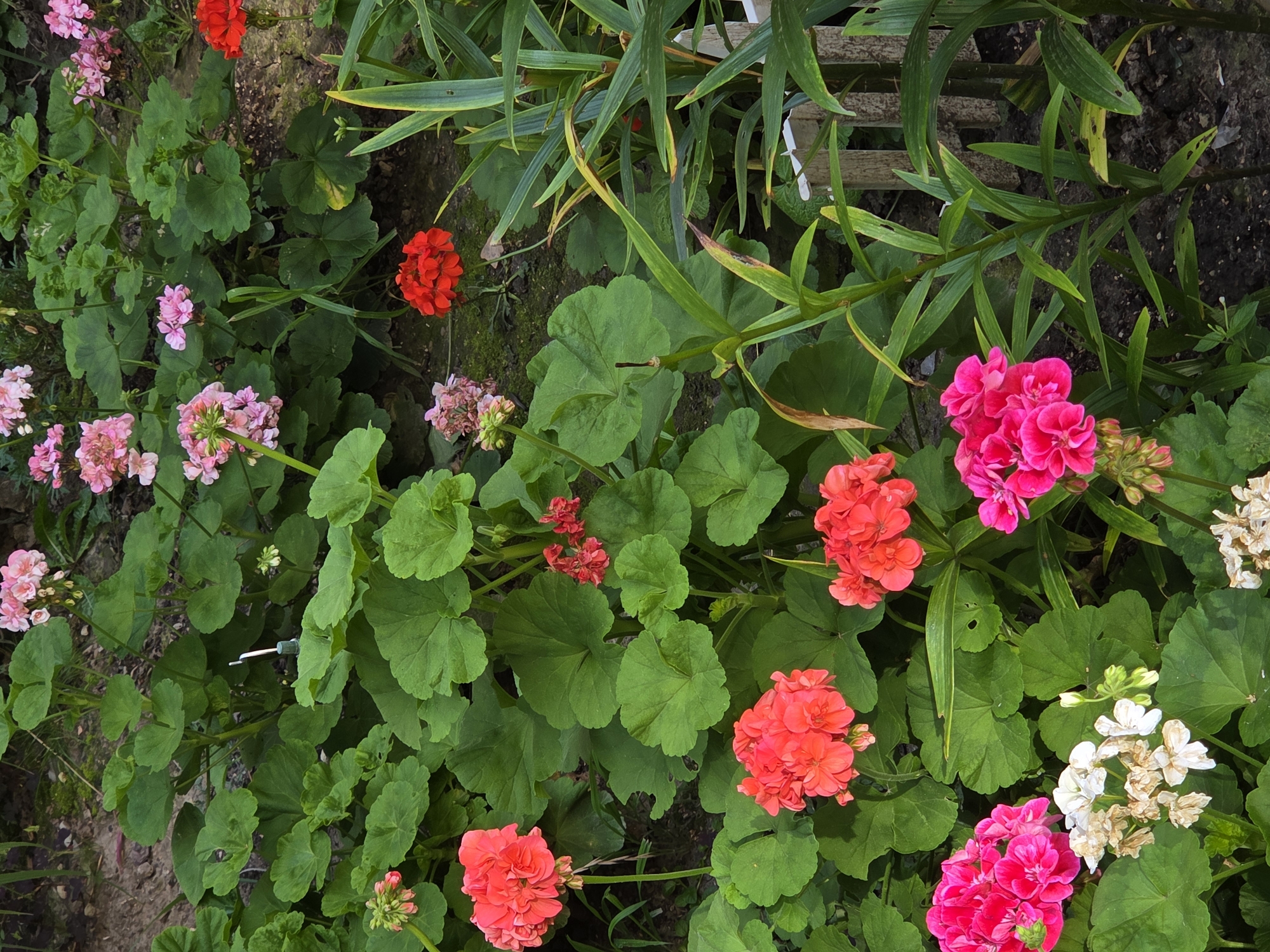 The image shows a close-up view of a garden bed filled with blooming geraniums of various colors, including pink, red, and fuchsia. Large, green, lobed leaves of the geranium plants are abundant. Interspersed among the geraniums are some tall, slender green plants, possibly lilies, with some yellowing or browning leaves. In the background, the soil is visible, with some scattered leaves and debris. A small section of a white wooden fence can be seen on the right side of the image. There are no people or animals present. The lighting suggests it is daytime. This scene is a typical garden setting, and there are no specific indicators to place it within the city of Podolsk, Russia, or any other specific urban location.