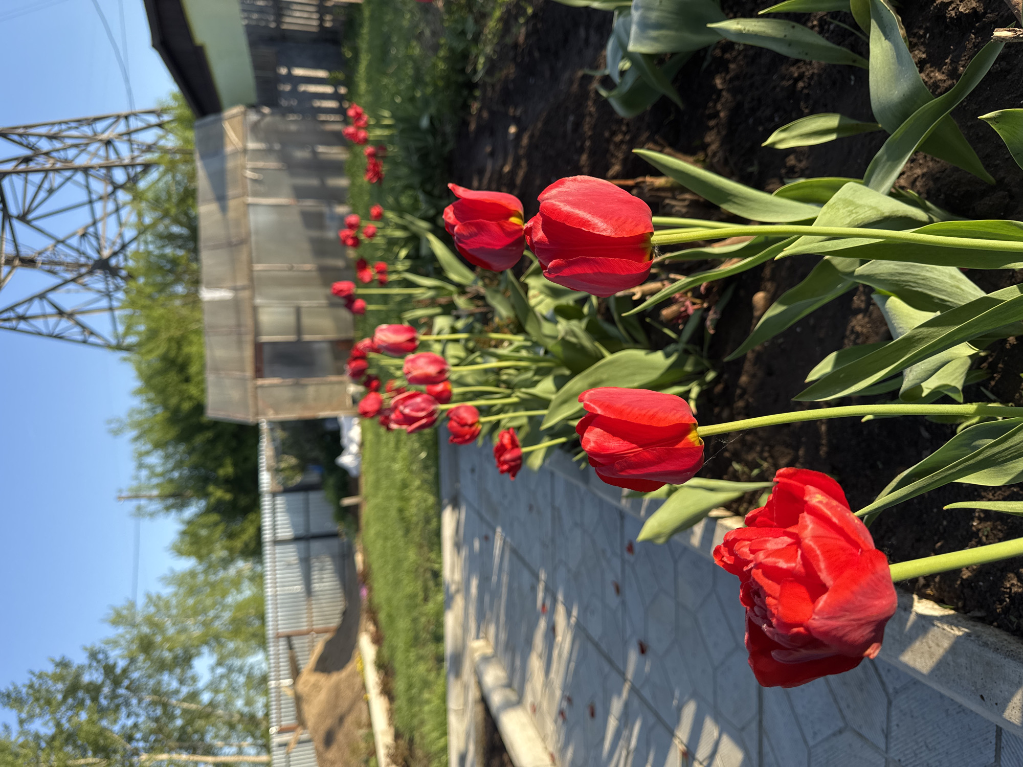 A row of red tulips are in bloom alongside a walkway, likely in a garden or park in the city of Chaikovsky, Russia. The tulips are the focal point, with green leaves surrounding the blossoms. A power line tower is visible behind the tulips. A building with a metal siding wall is also visible in the background. The pathway consists of gray hexagonal pavers. The lighting suggests it is daytime and sunny.
