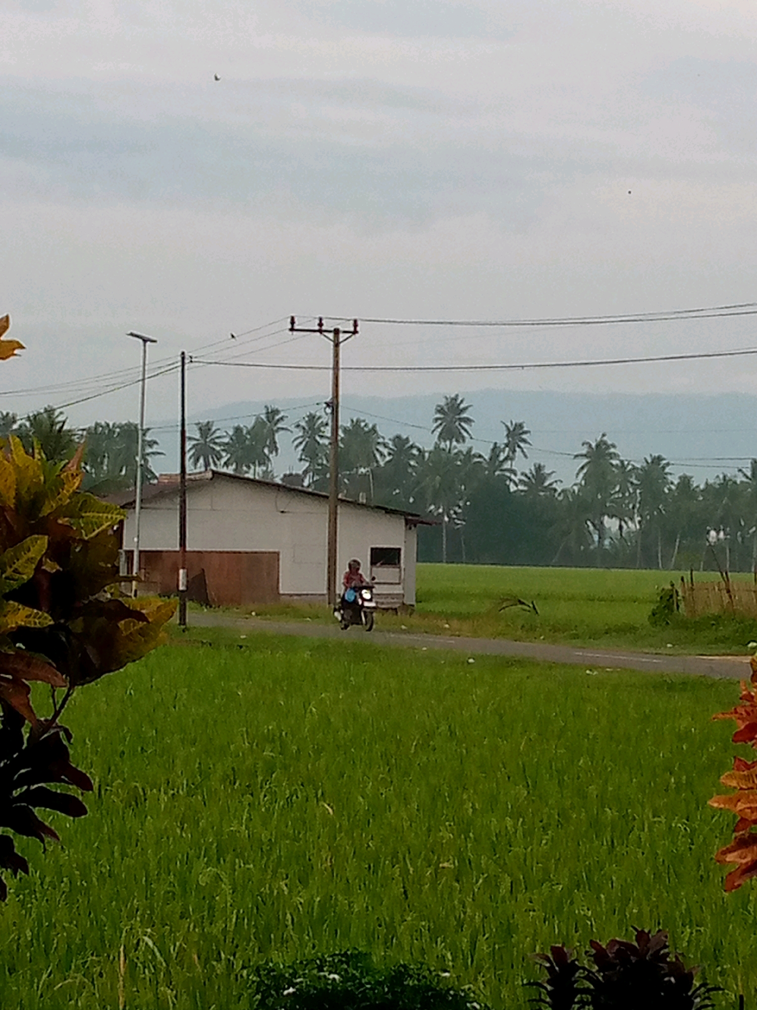 In Kutaglumpang, Indonesia, a person rides a motorcycle along a paved road that cuts through a vibrant green rice field. The road curves gently to the right, bordered by the lush vegetation. To the left of the road, a white building with a brown trim stands, appearing to be a small house or structure. In the background, a dense forest of palm trees creates a verdant backdrop, with misty mountains visible beyond them under an overcast sky. Several utility poles with overhead wires are scattered across the landscape, indicating the presence of infrastructure. In the foreground, the leaves of a leafy plant with yellow and green hues are visible on the left, and on the right, some dark green and red foliage adds to the natural scenery. The overall atmosphere is tranquil and rural.