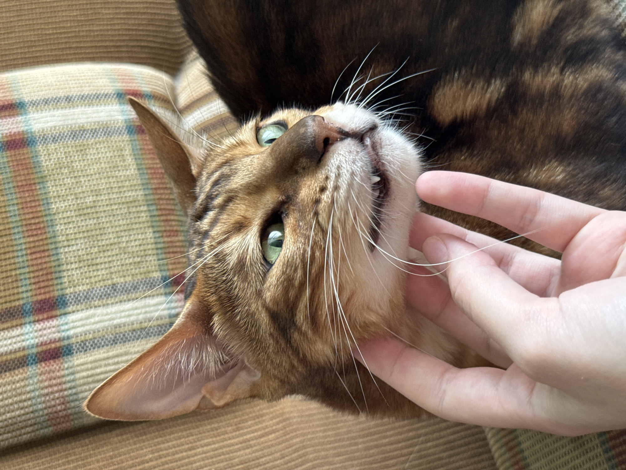 An adult, short-haired Bengal cat with green eyes and brown tabby markings is being petted by a person's hand. The cat is lying down, with its head turned to the right and its mouth slightly open, revealing its teeth. The background consists of a plaid-patterned couch. The image was taken indoors, likely in a home environment, given the presence of a couch and the intimate interaction between the person and the cat. The location in the city of Прикамский, Russia is not ascertainable from the visual information provided in the image.