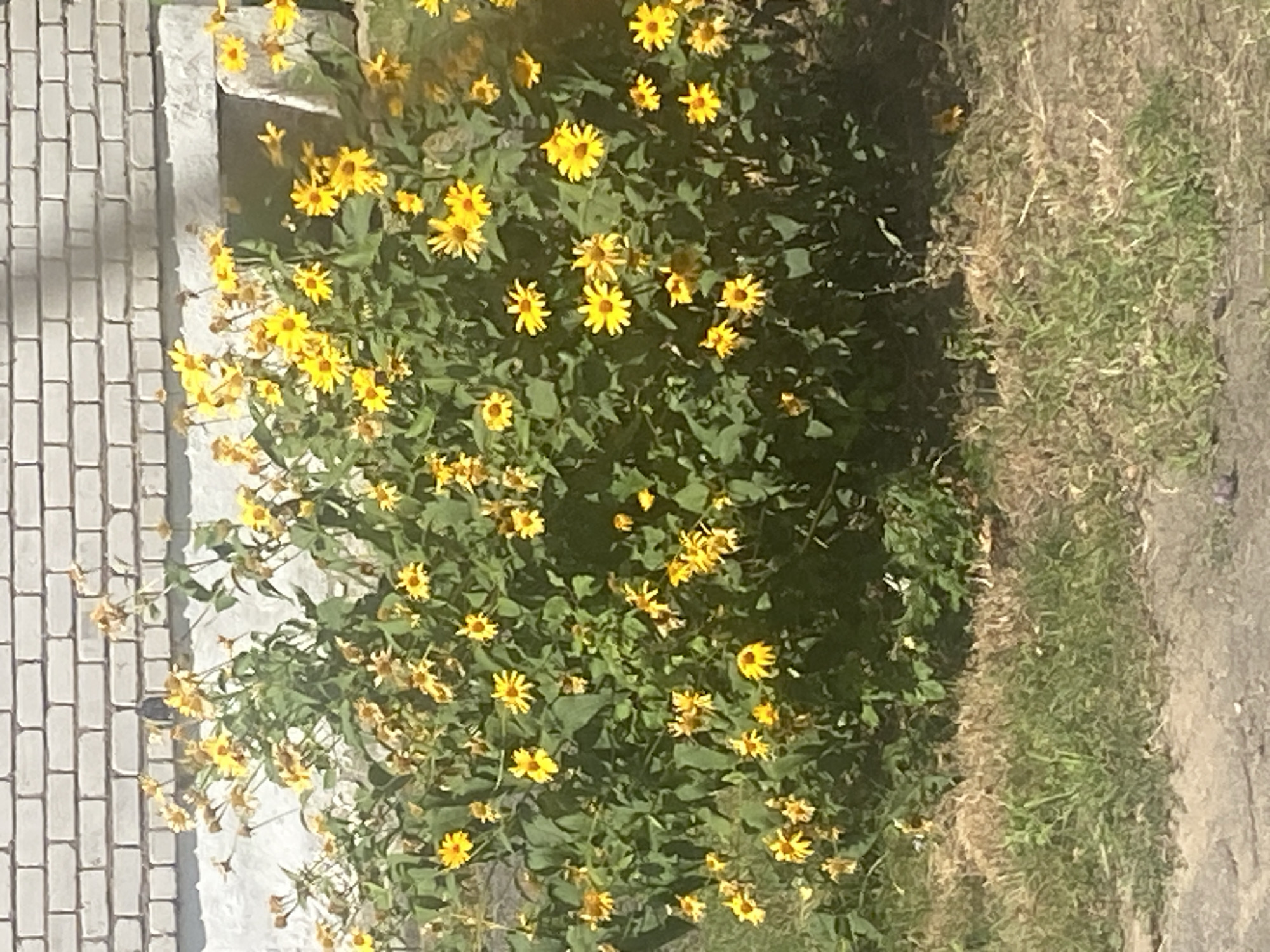 A bush of yellow flowers with green leaves is in front of a white brick wall. The flowers are bright yellow and appear to be daisies. The wall is made of small, rectangular bricks, and the grout between the bricks is dark. The bush is in full bloom, with many flowers and buds. The ground in front of the bush is covered with dry grass and some green grass. There is a concrete surface in the foreground. The scene is outdoors, and the lighting suggests it is daytime. This location is in the city of Krupki, Belarus.