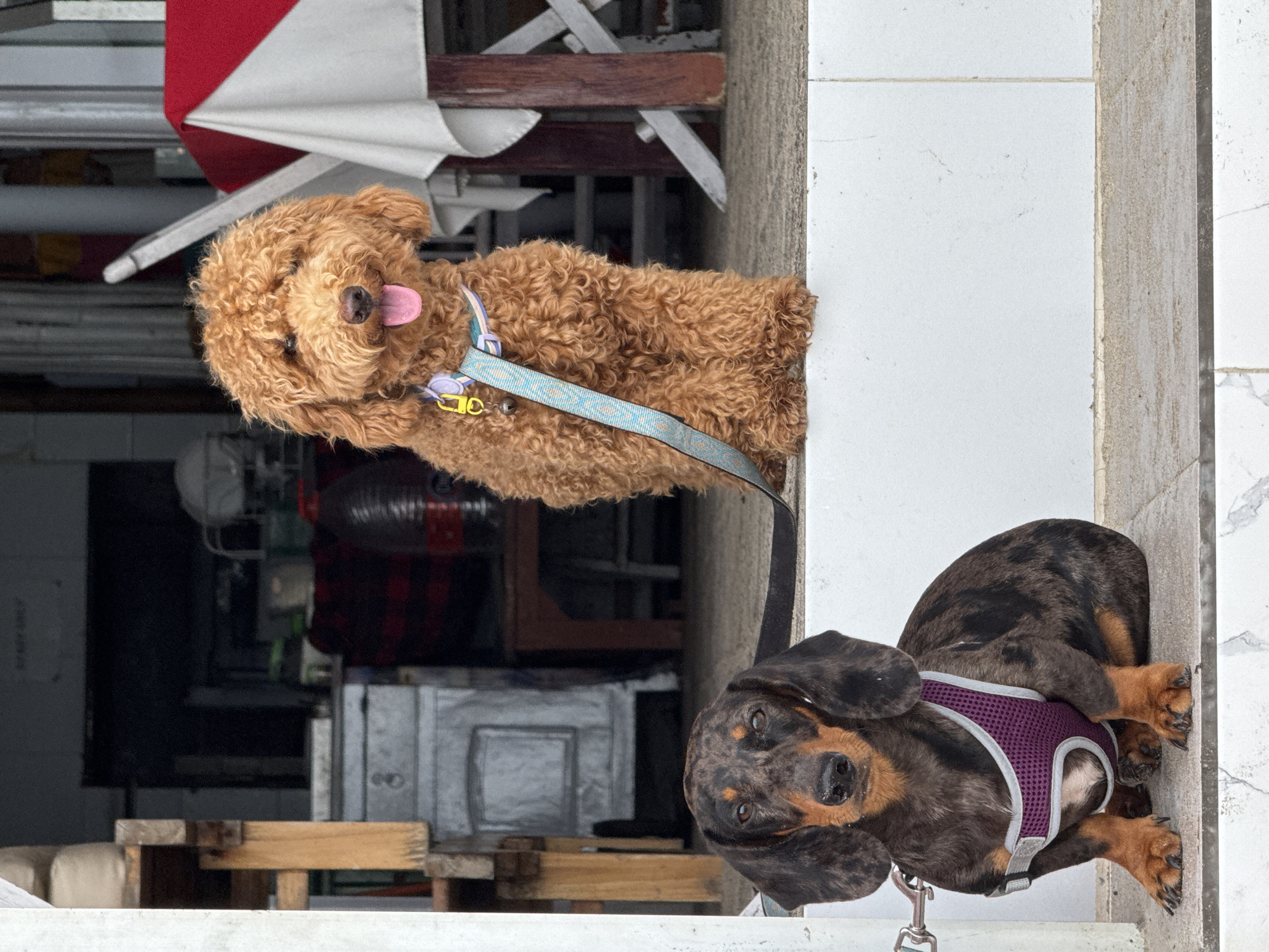 This image, rotated 90 degrees clockwise, displays two dogs in what appears to be an outdoor or semi-outdoor setting in Kuta Selatan, Indonesia. The bright lighting suggests it is daytime.
On the left, a light brown, curly-haired dog, possibly a poodle or poodle mix, is depicted with its pink tongue playfully sticking out, conveying a happy and lively expression. It is wearing a light blue leash with a patterned design, and a small purple charm or tag is attached to its collar. The dog's fur is tightly curled and dense.
To the right and slightly in the foreground, a dark brown and black dapple-patterned dog, resembling a Dachshund mix, is visible. This dog wears a purple mesh harness and appears calm, looking directly towards the viewer with an observant gaze. Its fur exhibits distinct mottled markings.
The background behind the dogs is somewhat cluttered. A red and white striped umbrella or awning is partially visible in the upper left. Below this, wooden furniture, possibly chairs or tables, can be seen. Further back, there are indistinct dark structures, suggesting a shop entrance or an outdoor cafe area. The dogs are standing on a light-colored, possibly tiled or concrete, ground surface that separates them from the background elements. No discernible text is visible in the image.