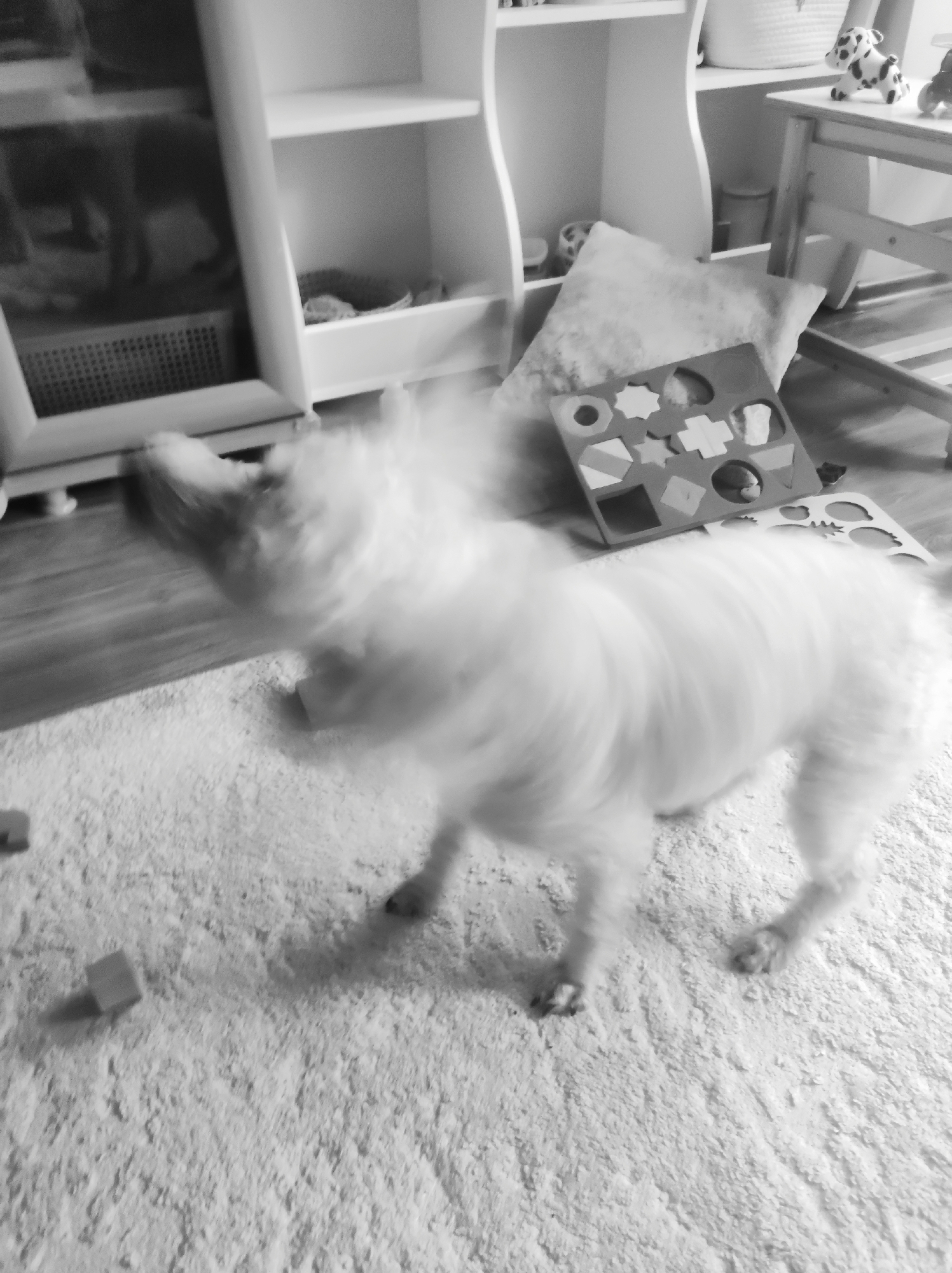 The image shows a blurry, white dog standing on a light-colored, textured carpet. In the background, there is a white shelving unit with various items on its shelves and in a basket. A child's wooden puzzle toy is on the floor near a pillow. A small wooden stool or chair is also visible in the background. A toy cow stands on the chair. There are wooden blocks on the carpet. The location in the city of Chaikovsky, Russia is not possible to determine based solely on the information presented in this image.