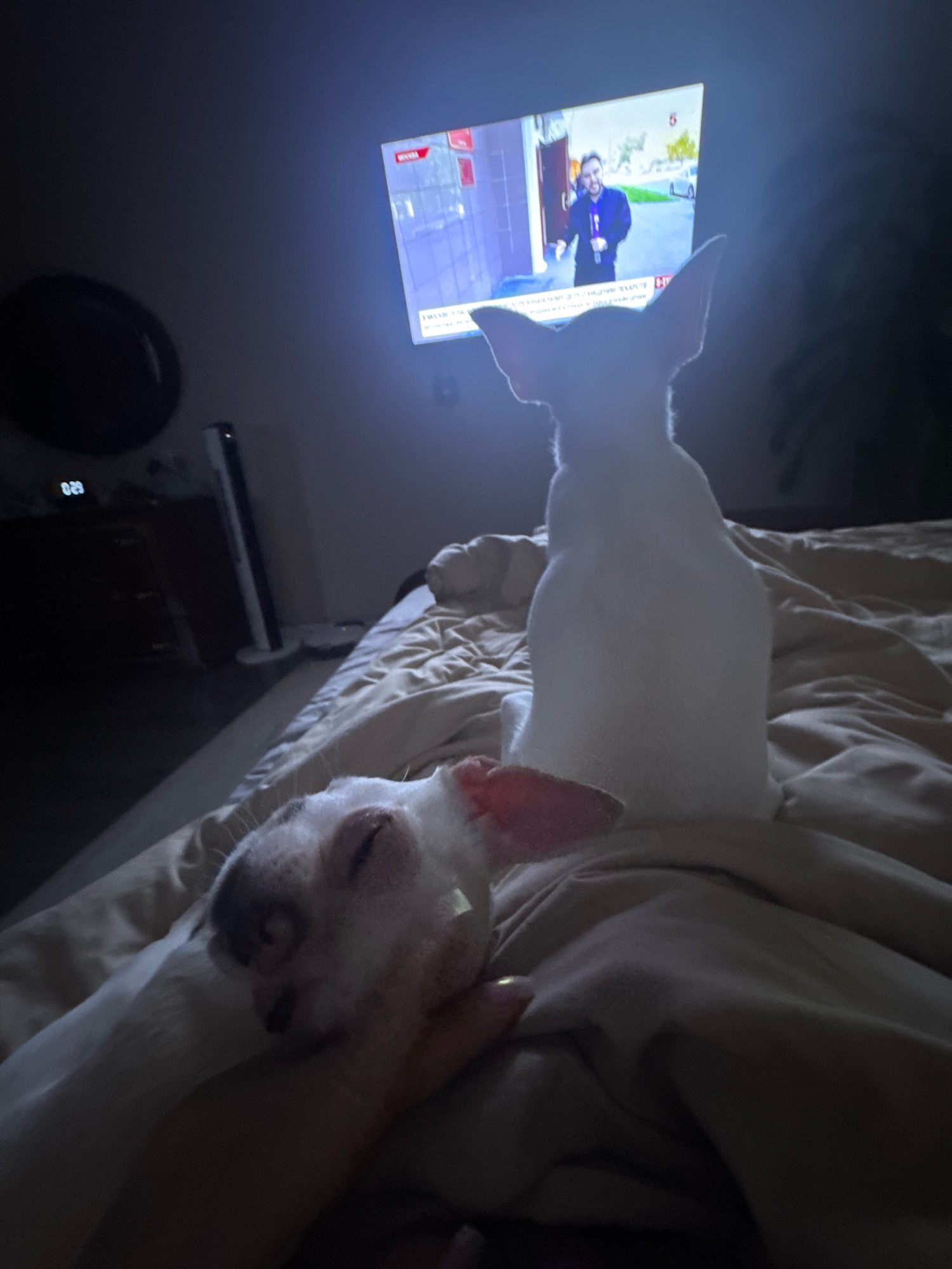 This is a medium shot, taken indoors at night, showing two white chihuahuas on a bed. The dog in the foreground is lying down with its eyes closed, resting on a person's arm. The second dog is sitting up behind the first, facing away from the camera and towards a television screen. The television is on and displays a news anchor standing outside a building. The room is dimly lit by the television screen. A bedside table with a digital clock showing "023" is visible to the left of the frame, along with a tall, thin white fan. The scene appears to be in a bedroom, and there are no visual indicators suggesting the location is within the city of Novosibirsk, Russia.