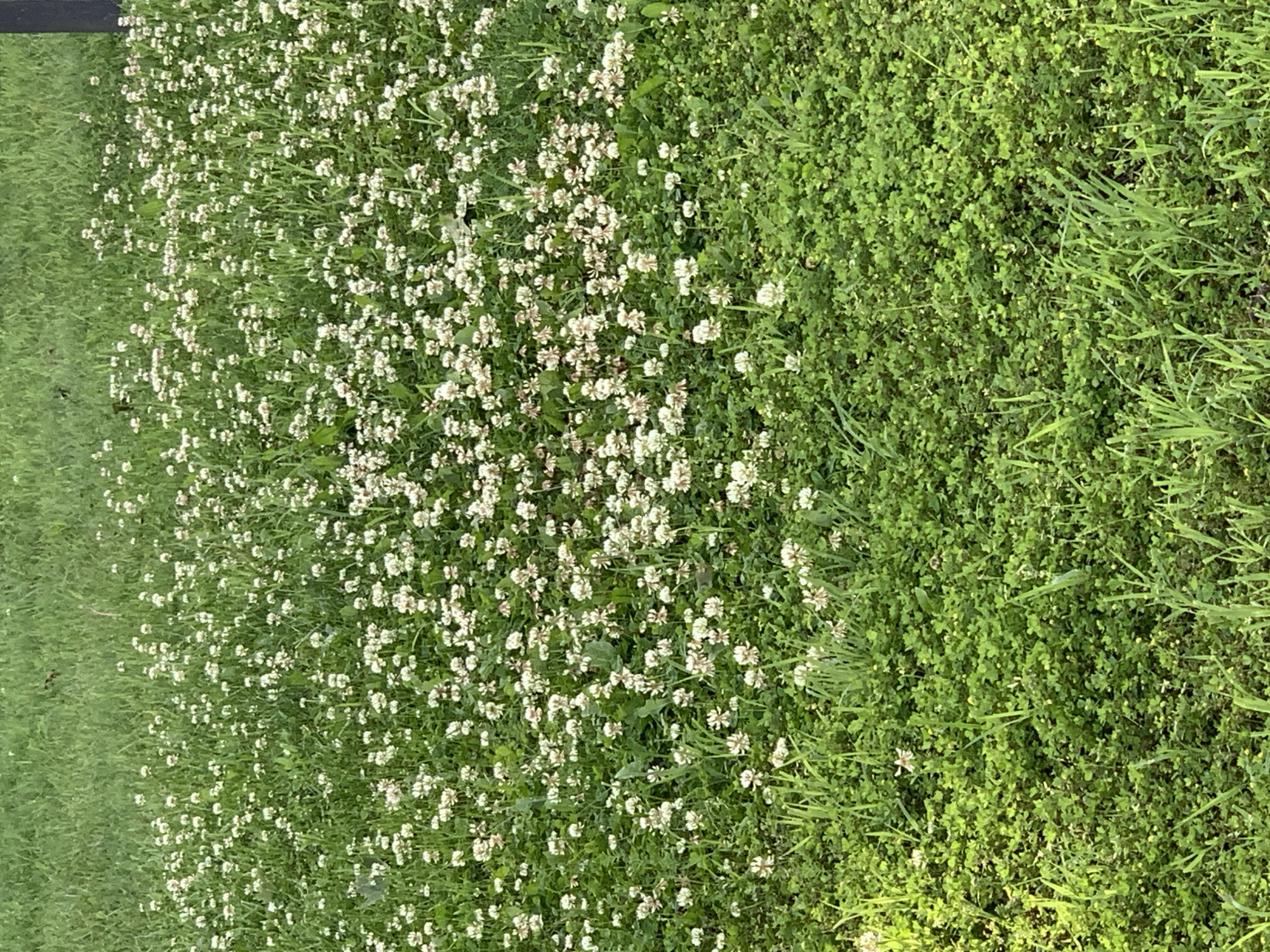 The image shows a field of green vegetation. On the left side of the image, there is short, uniform grass. Moving towards the center, the grass becomes interspersed with white clover flowers. The right side of the image contains a dense patch of clover and other types of vegetation, including longer blades of grass. No people, objects, actions, or interactions are discernible in this outdoor, natural environment. The location in the city of Unknown, Unknown, cannot be ascertained.