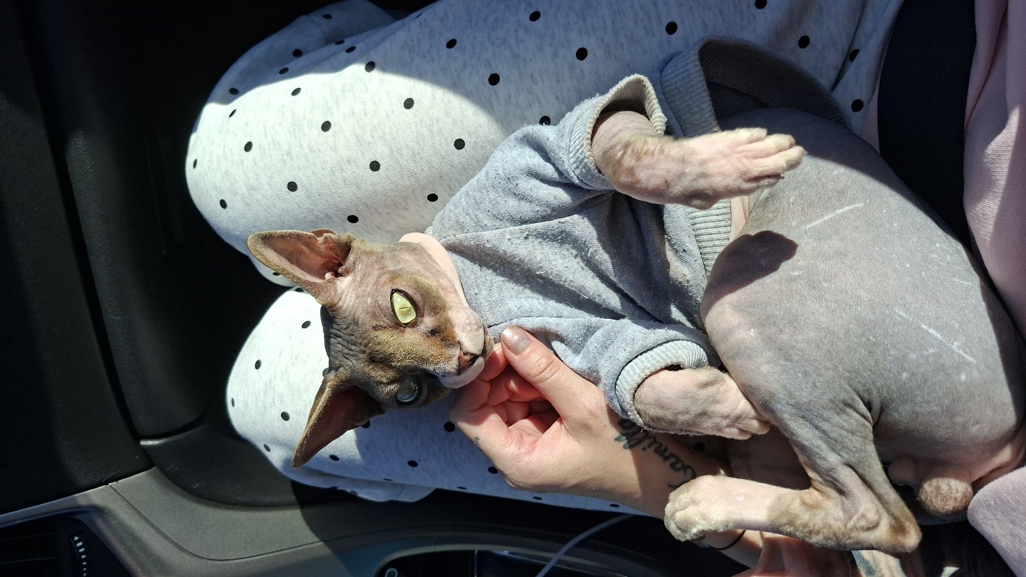A bald Sphynx cat wearing a grey sweater is being held by a person's hand. The cat has bright green eyes and is looking towards the camera. The person's hand is resting on the cat's chest, and a tattoo is visible on the person's arm. The cat is seated on the person's lap, which is covered by a pair of grey pants with black polka dots. The background appears to be the interior of a car, with dark plastic panels visible on the left. The scene is lit by bright sunlight, casting shadows. The location of Верхнякрывінскі сельскі Савет, Belarus is not depicted in this image.