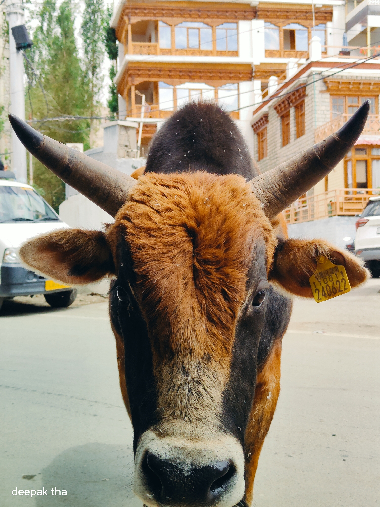 A close-up, eye-level shot shows the head of a brown and black bovine animal facing the camera. The animal has large, curved horns. A yellow tag with black numbers "110011 240622" is attached to its right ear. The background features traditional wooden architecture of buildings in Leh, India, with multiple stories and ornate windows, set against a backdrop of trees and a cloudy sky. A white van is partially visible on the left, and a white SUV is on the right. The ground is asphalt. A watermark "deepak tha" is in the lower left corner of the image.