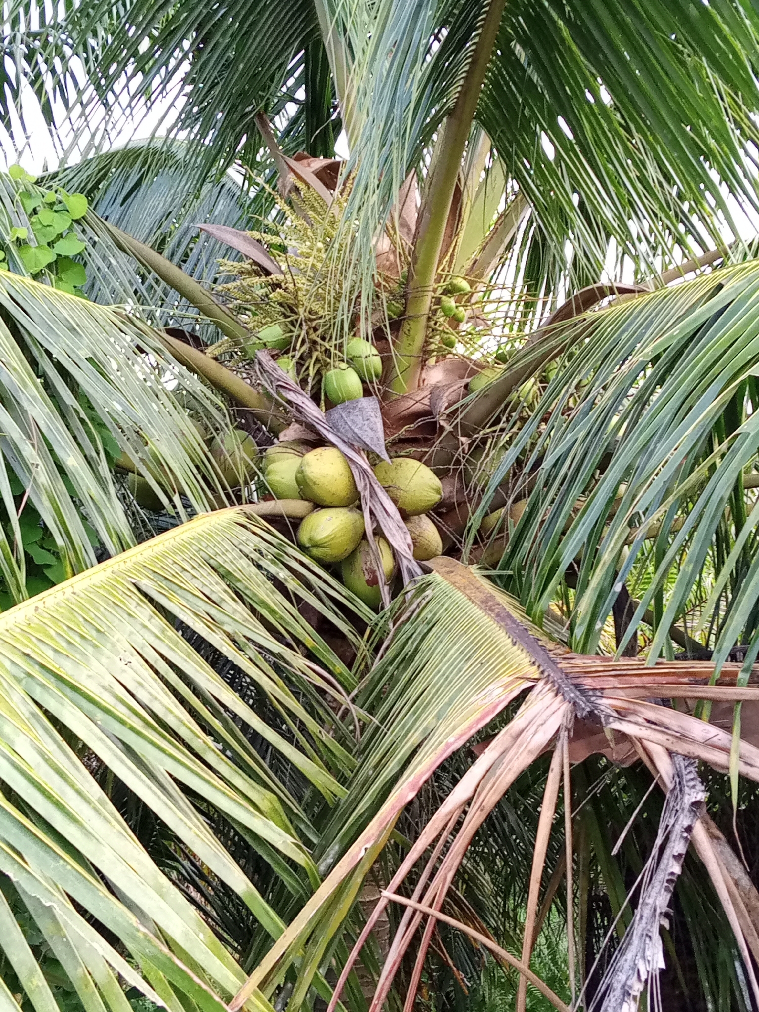 A close-up, slightly angled shot showcases a cluster of young, green coconuts on a palm tree. The coconuts, varying in size, are nestled amongst the fronds of the tree. The fronds themselves are a vibrant green, with some showing signs of drying out and browning, particularly at their tips. The background is obscured by the dense foliage of the palm tree and hints of other green vegetation, suggesting an outdoor environment. The lighting appears to be natural daylight. There is no indication of human presence or activity in the image. The scene is devoid of any objects or actions that would suggest a specific location within Uteunbunta, Indonesia, beyond the general presence of a tropical environment conducive to palm trees.
