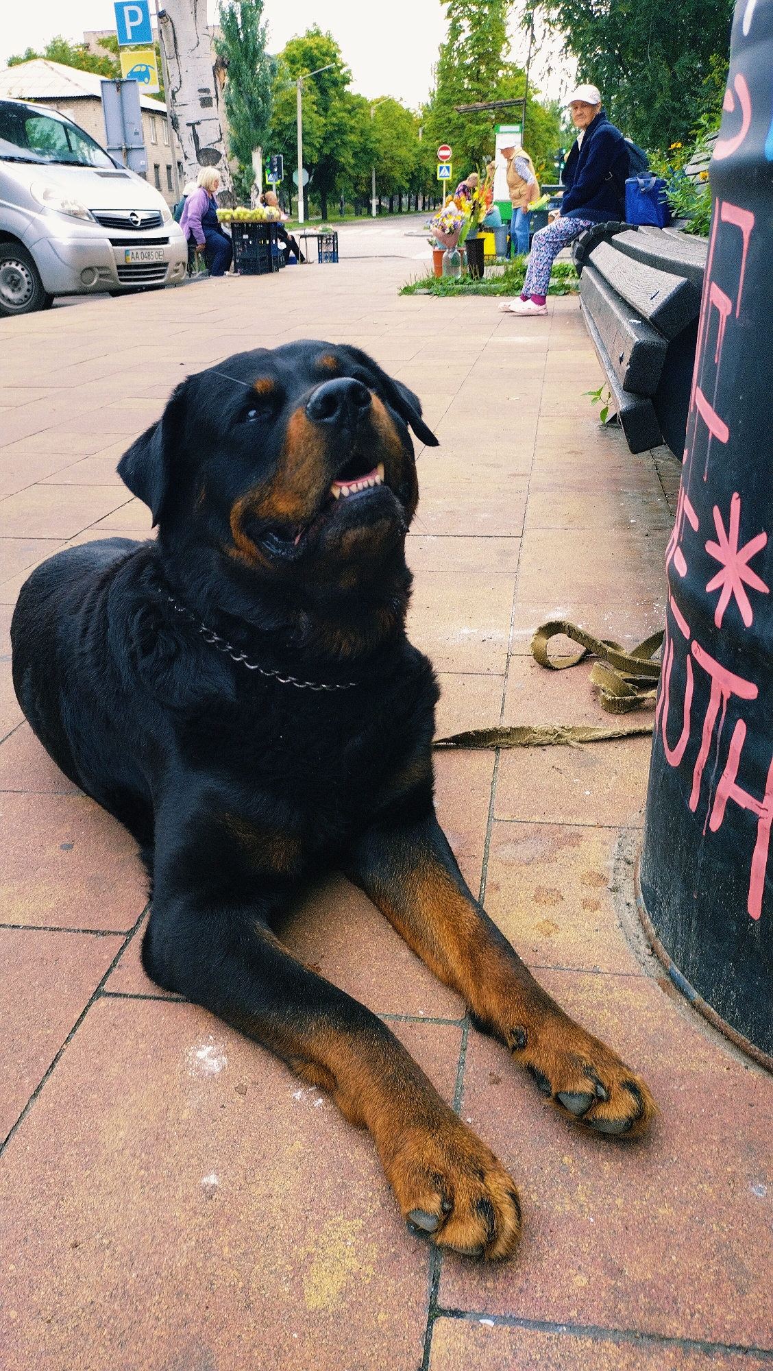 A Rottweiler dog is lying on a sidewalk in Horishni Plavni, Ukraine, with its head raised and mouth open, showing its teeth. The dog is black and tan with a chain collar and a detached leash lying on the ground nearby. In the background, there is a silver van parked on the street, a parking sign, and several people sitting on a bench and at tables. There are also flower stands and trees visible, suggesting a public outdoor space, possibly near a market. The overall scene is illuminated by natural daylight.