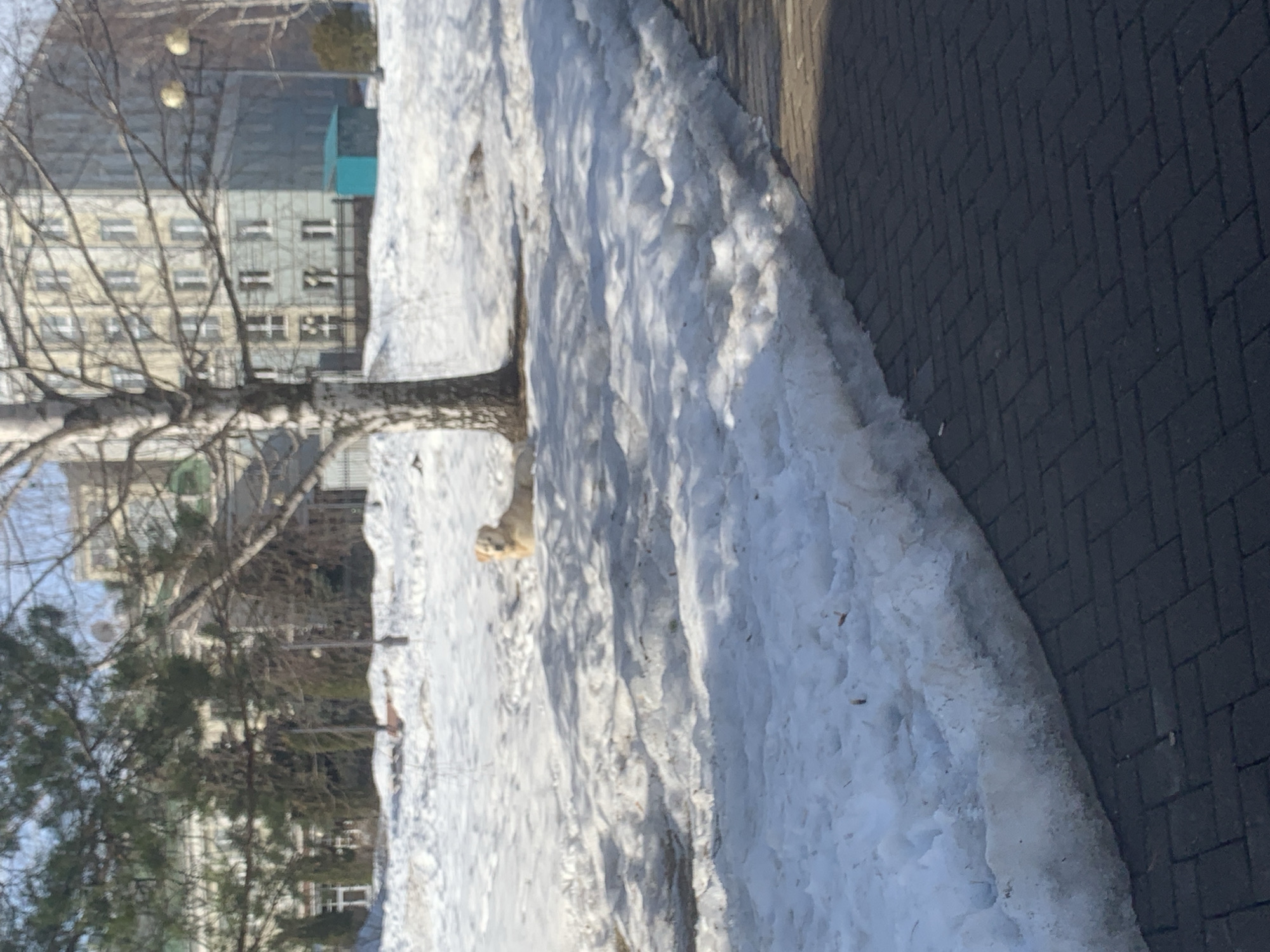 The image depicts a snow-covered urban park or campus area in Izhevsk, Russia, likely within or immediately adjacent to the Izhevsk State Technical University named after M.T. Kalashnikov. The scene is illuminated by bright sunlight, casting distinct shadows.
In the foreground, a dark grey paver walkway runs diagonally from the bottom right to the mid-left. This walkway is bordered on its left by a thick, irregular bank of melting, dirty snow approximately 0.5 meters high, revealing some exposed earth and debris.
The midground consists of a broad expanse of snow-covered ground, featuring patches of less dense snow and some visible underlying vegetation or dirt. A prominent deciduous birch tree with white bark and bare branches stands slightly right of the image center, its base surrounded by snow, and its branches casting intricate shadows across the snow. To the left of this birch tree, a light-colored canine, resembling a Golden Retriever, is lying prone in the snow, with its head slightly raised and facing towards the right. No people are visible.
The background features several buildings and trees. To the far left, a multi-story building with a light-colored facade is partially visible behind evergreen trees and bare branches. More centrally in the background, behind the birch tree, stands a multi-story institutional-style building with light yellow-grey upper floors and distinctive greenish-blue lower sections. This building features multiple rectangular windows. In front of this building, a small, bright turquoise utility shed or box is visible in the snow. Several additional bare deciduous trees and evergreen bushes are scattered throughout the background, along with two spherical streetlights on poles to the right.