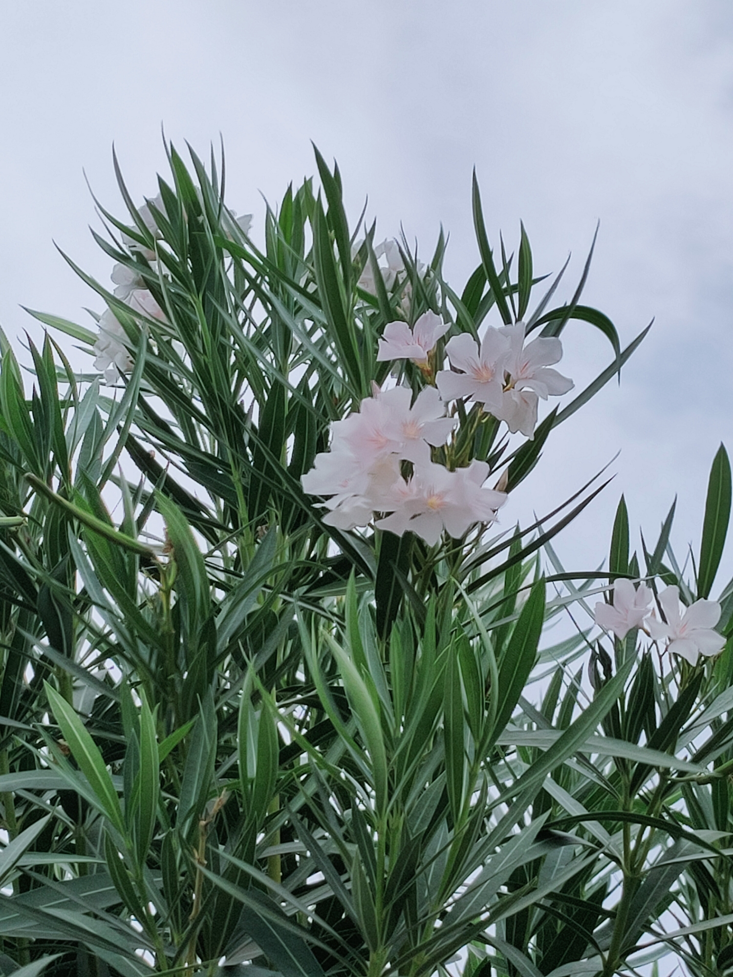 This is a close-up, vertical, eye-level, outdoor, daytime, full shot photograph of a flowering oleander bush in Mrezga, Tunisia. The bush has abundant, dark green, lanceolate leaves and is adorned with clusters of delicate, pale pink and white flowers. The flowers are single-petaled and have visible stamens. The background is a soft, overcast, pale gray sky, suggesting a cloudy day. No people or animals are visible in the frame, and there are no discernible man-made structures. The scene is focused on the natural beauty of the plant.