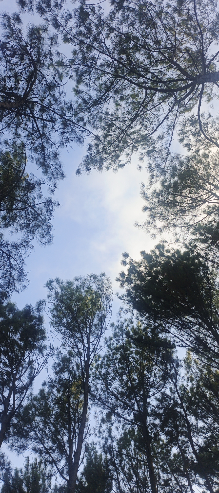 The image presents an upward view through a dense canopy of tall conifer trees, most likely pines, against a bright blue sky. The perspective is from directly below the trees, looking upwards, with numerous branches and needle-like leaves filling much of the frame. Sunlight penetrates the foliage from the upper right and center-right, illuminating parts of the sky and creating a luminous haze while silhouetting other branches.
The trees display dark, slender trunks and an intricate network of branches adorned with clusters of green needles. Small, dark pine cones are scattered among the needles on some branches. The sky, visible in the open spaces between the tree crowns, is a clear blue with faint, wispy white clouds. The overall scene conveys a sense of peaceful natural immersion within a forest setting.
No activity or events are depicted, and no people or man-made objects are visible. The time of day appears to be daytime, likely late morning or early afternoon, given the bright illumination. The context of Naguanagua, Venezuela, suggests a forest within a tropical or subtropical region. There is no visible text in the image.