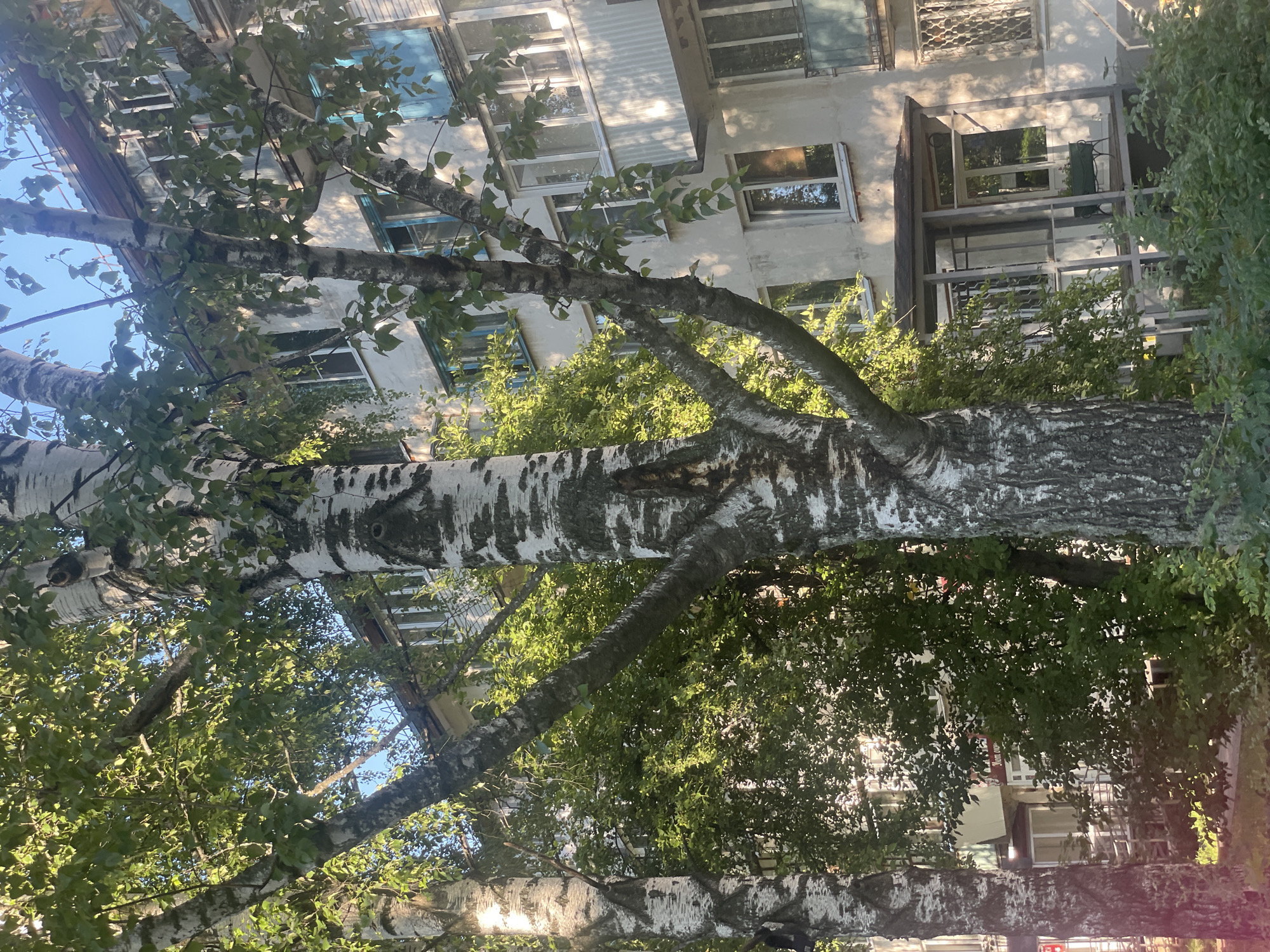 The image shows a close-up view of several birch trees with distinctive white bark with black markings. The trees are in the foreground, with branches and leaves obscuring the background. Behind the trees, a multi-story apartment building is visible. The building has a light-colored facade, with rows of windows and balconies. Some of the balconies have blue railings. The sky is clear and blue. The overall impression is a residential area in a city, likely during the daytime.