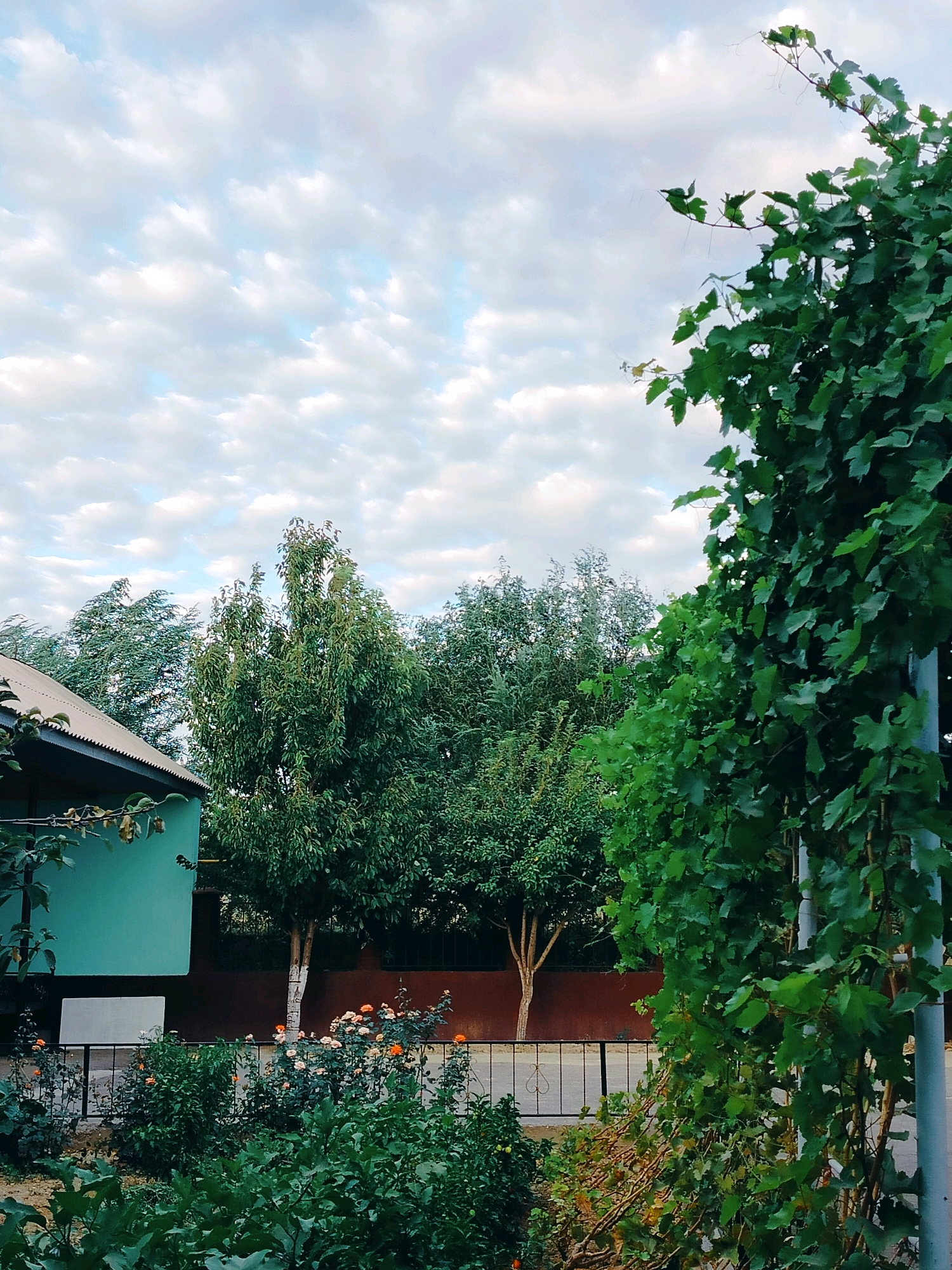 The image depicts a residential yard in the city of Kölkent, Kazakhstan. A turquoise-colored building with a grey metal roof is visible on the left side of the frame. In front of the building, a black metal fence encloses a garden area with various plants and blooming orange flowers. Several trees with green foliage are situated behind the garden and fence. The sky above is filled with scattered white clouds against a pale blue backdrop. A thick vine with green leaves grows along a grey pole on the right side of the image, partially obscuring the view of the trees and sky. The overall scene suggests a tranquil outdoor setting, possibly a backyard or garden adjacent to a dwelling. There are no people or animals present in the image.