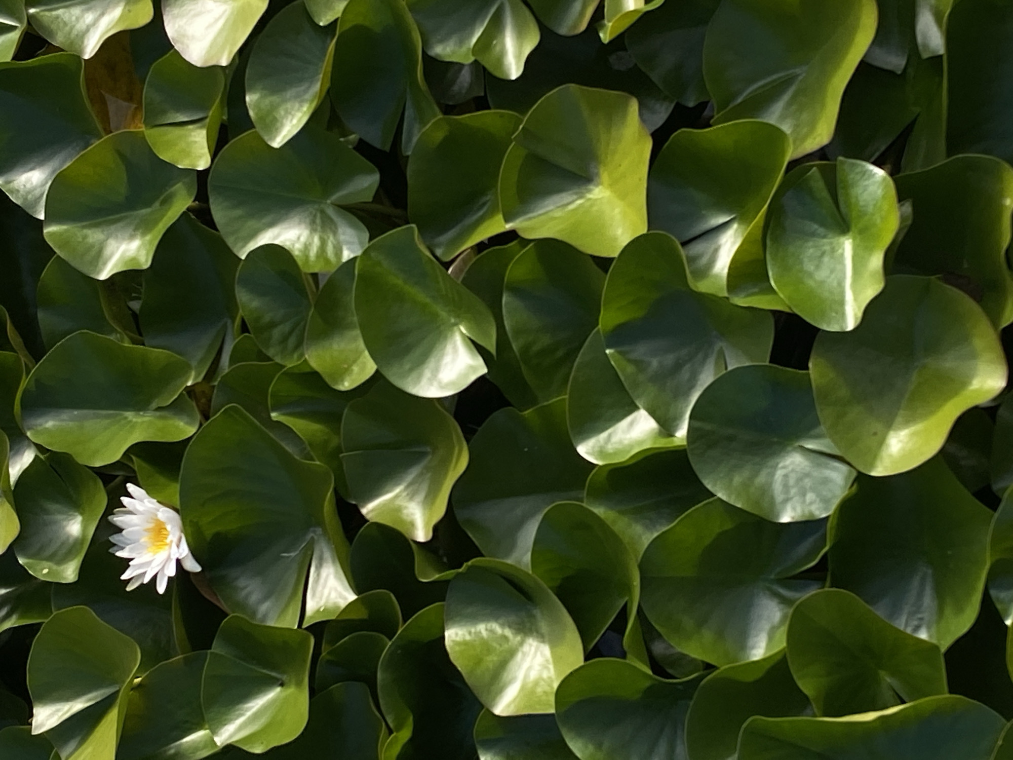 An overhead, full-frame, close-up shot captures a dense arrangement of vibrant green lily pads floating on dark water. A single white water lily with a yellow center is positioned slightly left of the frame's center, its petals unfurled. The lily pads are broad and round, some overlapping others, with a glossy, wet appearance that reflects the light. The lighting creates strong highlights and deep shadows across the surface, giving the scene a sense of depth. The image is devoid of any human presence or activity, focusing solely on the natural elements. The scene is consistent with a pond or a calm body of water within the natural or park areas of Muszyna, Poland, a town known for its spa resorts and scenic landscapes.