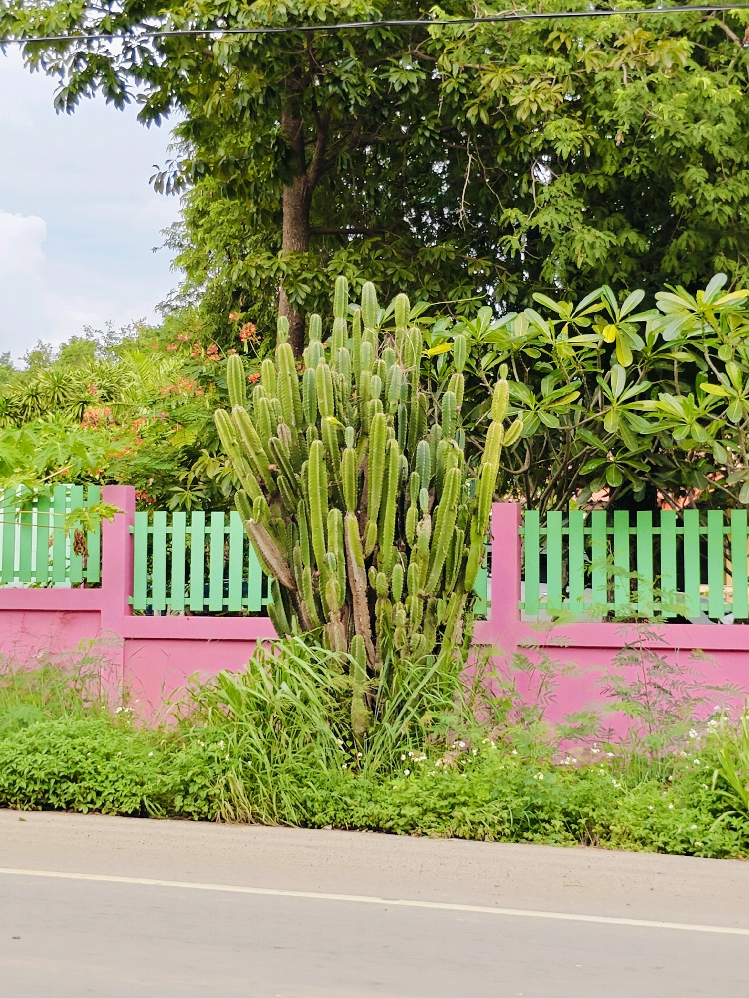 In Mu Si, Thailand, a tall, multi-branched cactus stands prominently in front of a vibrant pink and green fence. The fence, painted a vivid pink at the bottom and a bright green on its upright slats, creates a striking contrast with the natural elements. Behind the fence, lush green trees and foliage create a dense backdrop. The ground in front of the fence is covered with a variety of green grasses and small plants, some dotted with tiny white flowers, indicating a natural, somewhat untamed area. The scene is bordered on the left by a paved road, suggesting an urban or semi-urban environment. The sky above is partly cloudy, with white clouds interspersed with blue. There are no people or animals visible in the image.