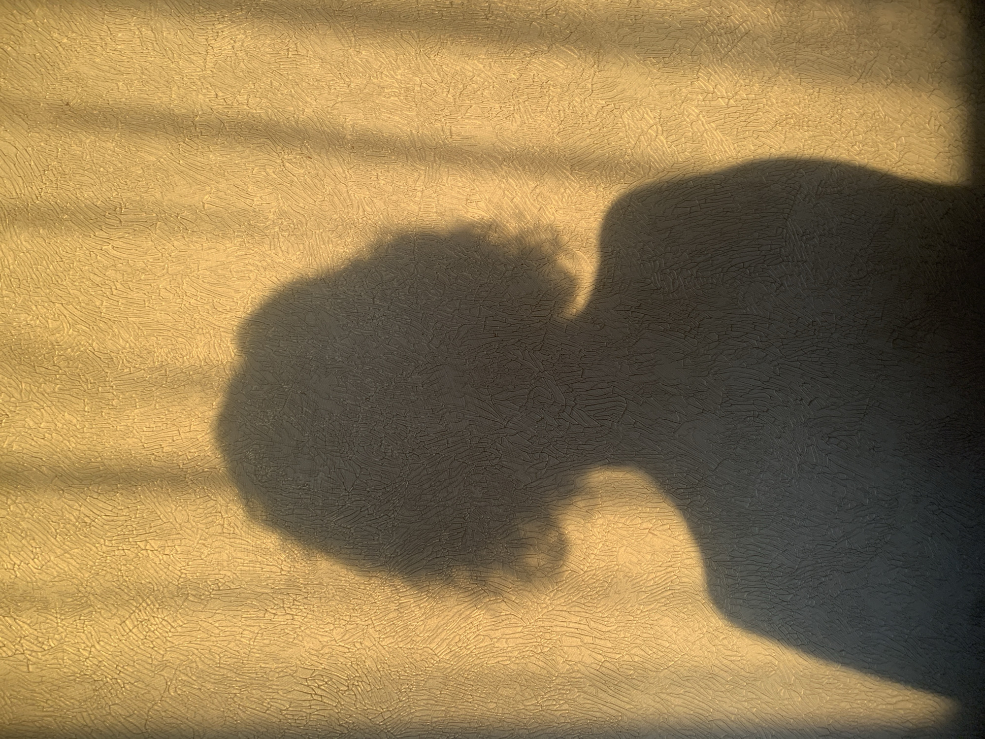 The scene depicts an interior view within an unspecified location in Izhevsk, Russia. A dark, full-torso silhouette of an individual, characterized by short, wavy hair, is cast centrally onto a wall. The wall is covered in light-toned, textured wallpaper featuring a dense, irregular, relief pattern. Strong, golden-hued light, consistent with natural sunlight, originates from the left, illuminating the textured wall surface and projecting the primary shadow. Multiple faint, vertical striping shadows are also discernible across the wall, overlapping the person's shadow, indicating the presence of window blinds or similar architectural elements outside the light source. No other subjects or objects are present.