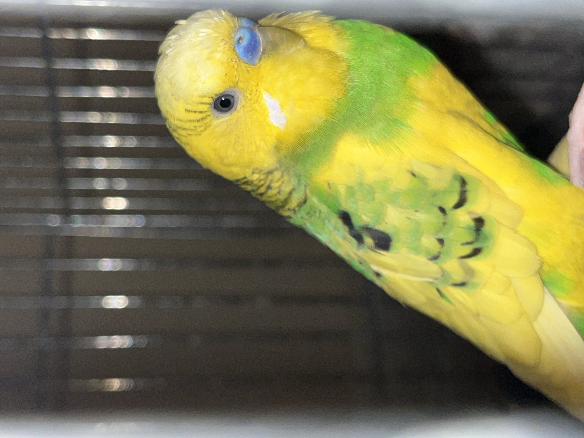 A close-up shot shows a yellow and green parakeet perched near a metal cage. The bird's head is angled downward, revealing its blue cere (the fleshy area above the beak) and a white cheek patch. The plumage is patterned with black markings on its back and sides. The background is blurred, with the cage bars visible on the left. The location in Shumen, Bulgaria, is not discernible from the image.