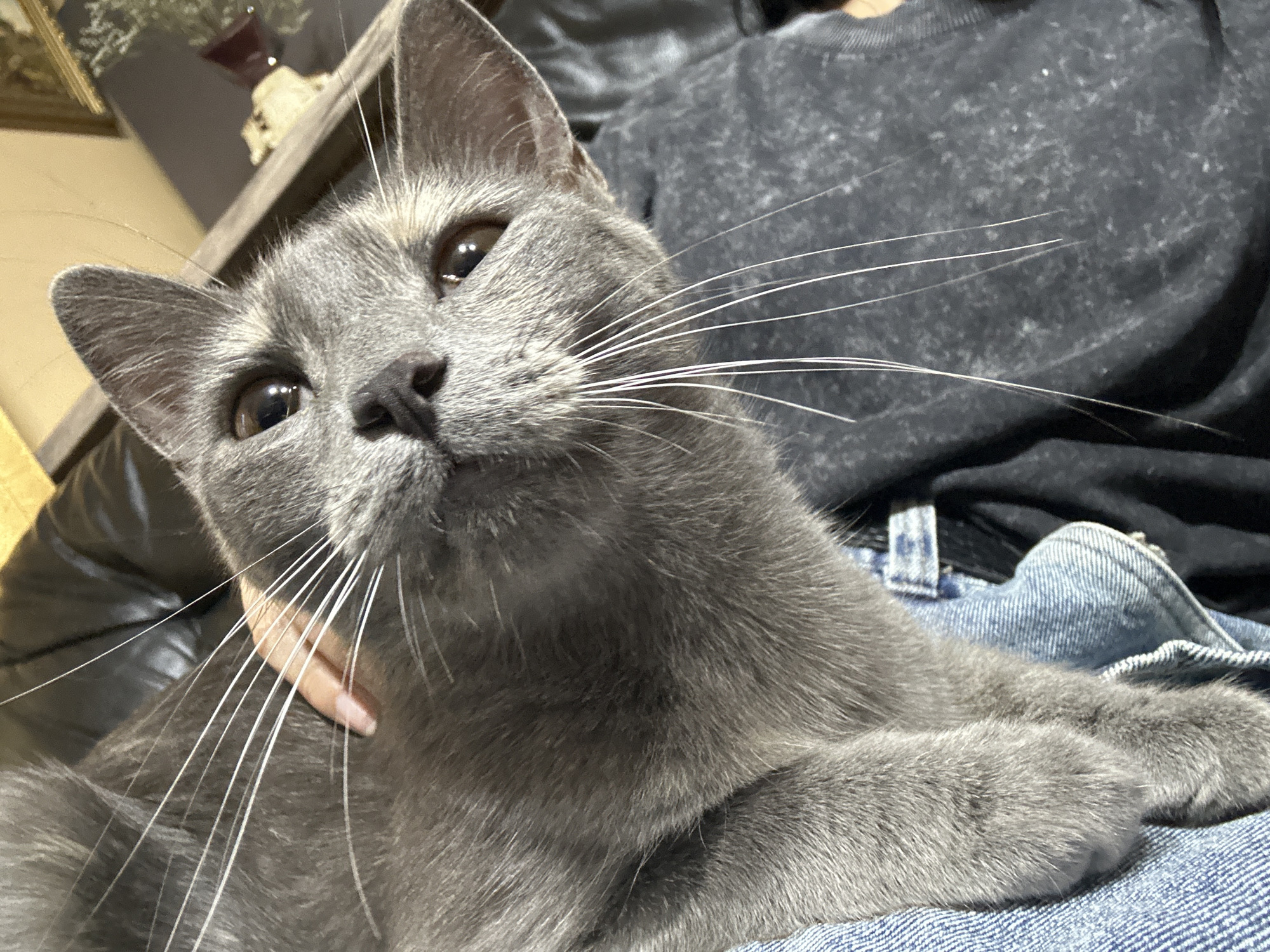A close-up, eye-level shot shows a domestic short-haired cat with gray fur, looking up and to the right. The cat is being held by a person, whose hand is visible near the cat's face, gently touching its fur. The cat's whiskers are prominent and extend outwards. The cat is lying on a person's lap, which is covered by blue denim jeans. A dark gray shirt or jacket is also visible, providing a contrast to the cat's fur. The background is blurred, with hints of furniture and what appears to be a framed picture on a shelf. The overall lighting suggests an indoor setting, possibly a living room.