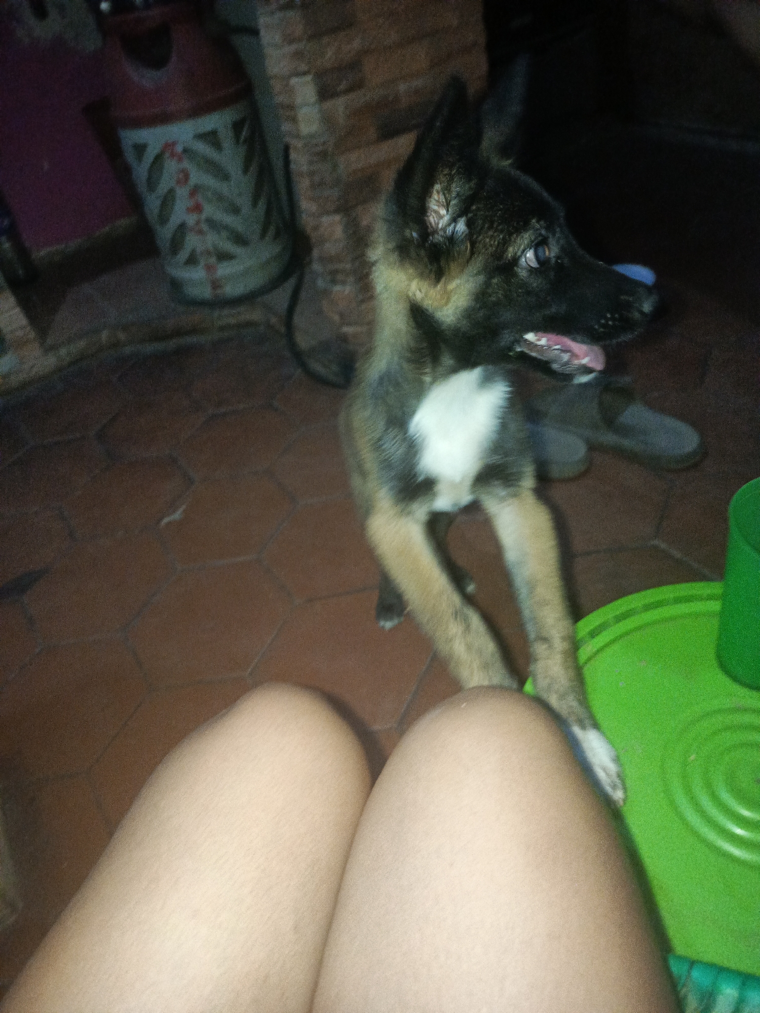 A medium shot shows a dog in a domestic interior. The dog is in the foreground, appearing to stand up on its hind legs, with its front paws near the knees of a person seated below the camera's point of view. The dog has black and tan fur with a white patch on its chest. Its tongue is slightly visible, and it seems to be looking to its right.
Behind the dog is a pair of gray sandals on a reddish-brown tiled floor. In the background, there's a decorative trash can and a section of a brick wall. A green plastic bucket is partially visible near the bottom right corner of the frame.
The location is unknown. There is no evidence of the location.