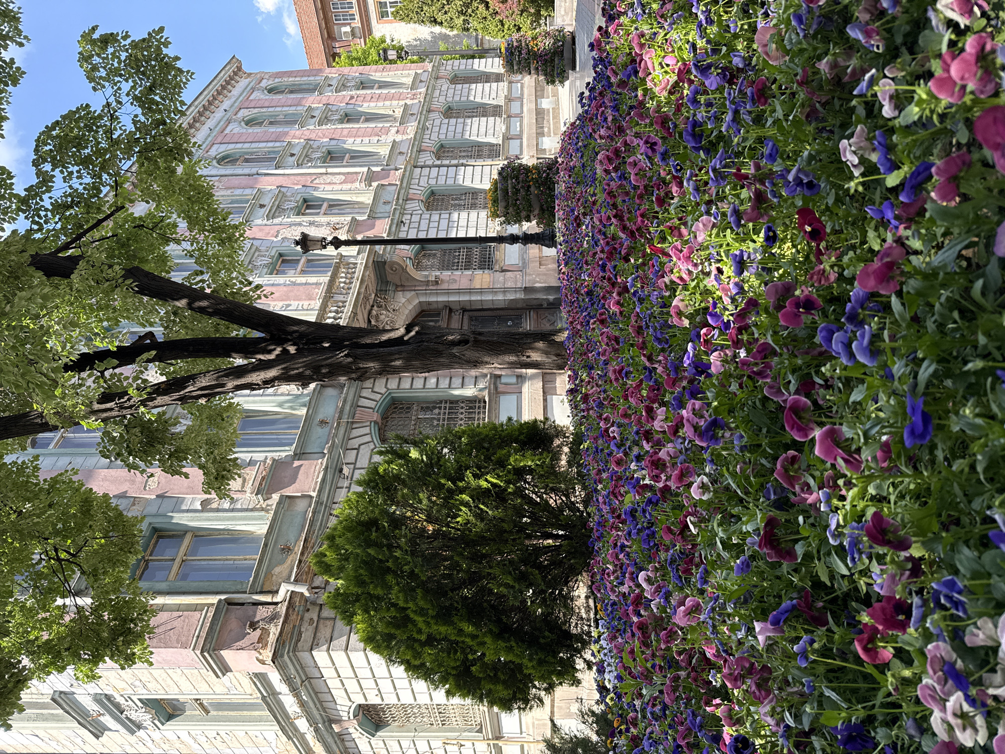 The image depicts a street scene in Plovdiv, Bulgaria. On the left stands a tall, old building with a pale pink and gray facade. The architecture features multiple windows, ornate detailing, and what appears to be some disrepair. In front of the building are trees and other greenery. To the right of the trees is a vibrant flower bed filled with various shades of purple pansies. The scene appears to be taken during the day, with a clear, blue sky visible above.